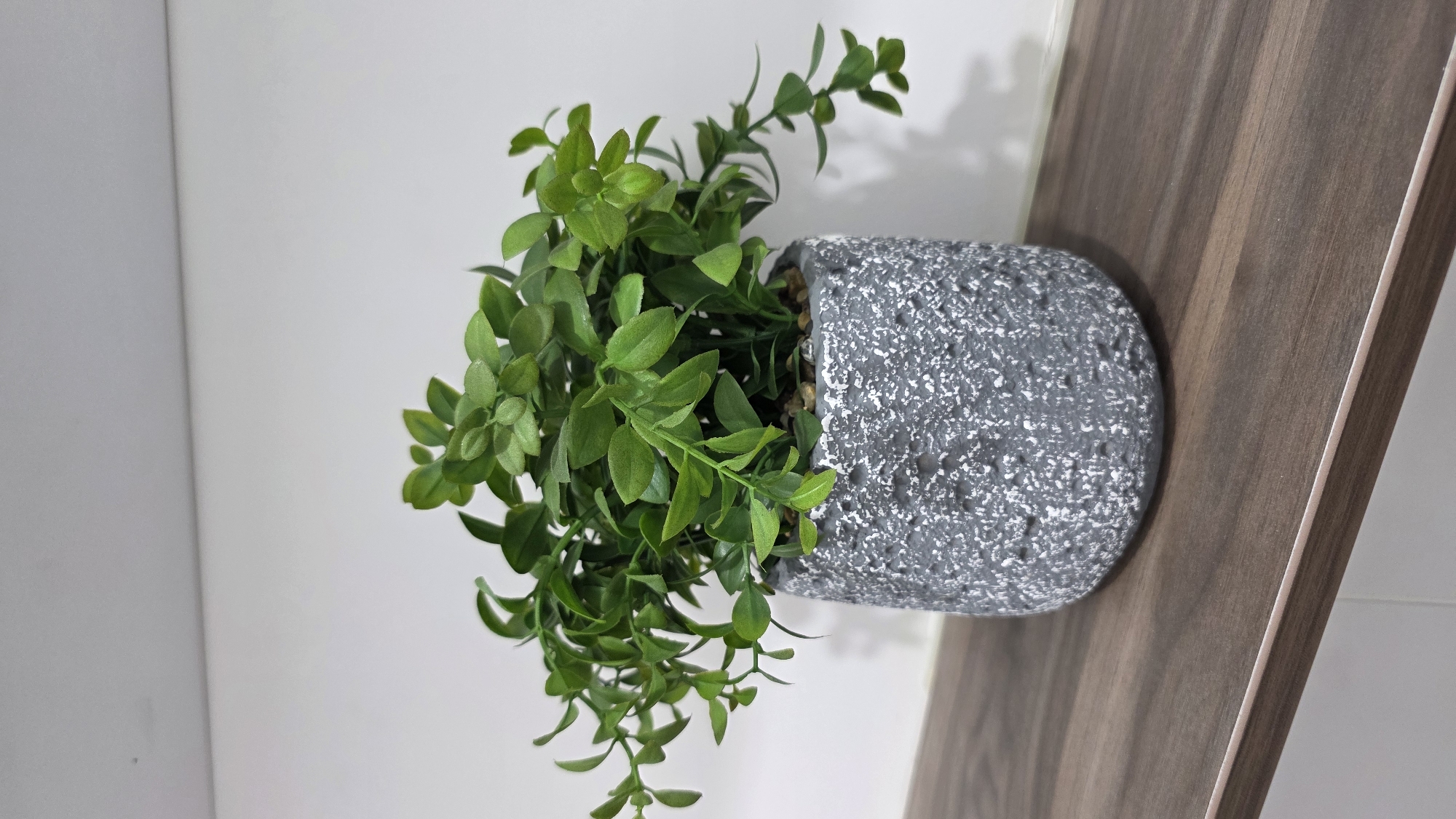 The image shows a potted plant with green leaves in a textured gray pot, placed on a dark wooden surface. The background consists of a white wall. The scene is indoors, on a shelf or table, and no elements suggest a specific location within Gan Yavne, Israel.