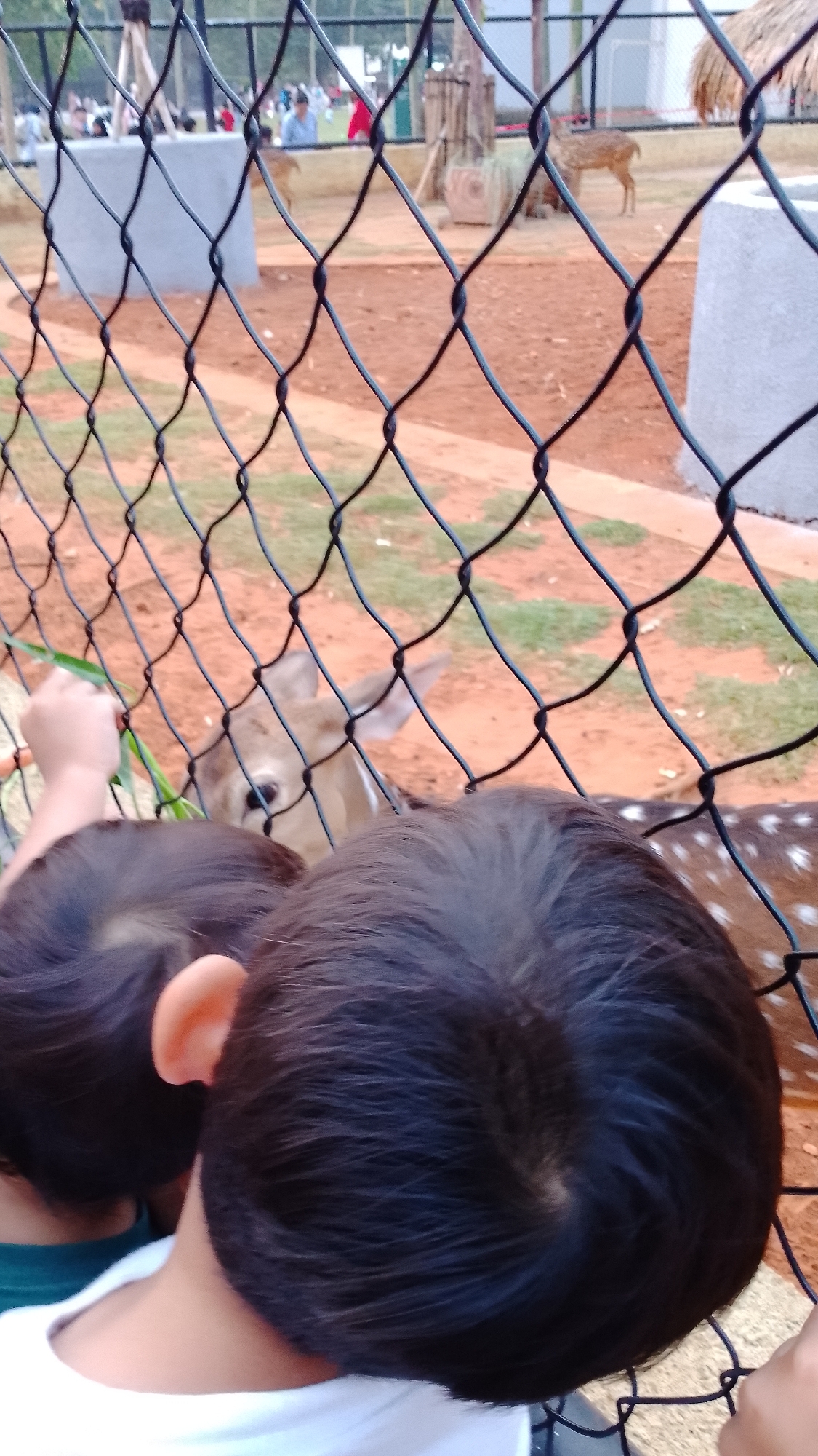 Two children are visible from behind, looking through a black chain-link fence at deer. One child's hand is extended through the fence, holding blades of grass. The deer, one in focus and another partially visible with spots, are in an enclosure with reddish-brown dirt and scattered green patches. In the background, other people are visible, and structures suggest a zoo or wildlife park setting. The scene is likely within the city of South Tangerang, Indonesia.