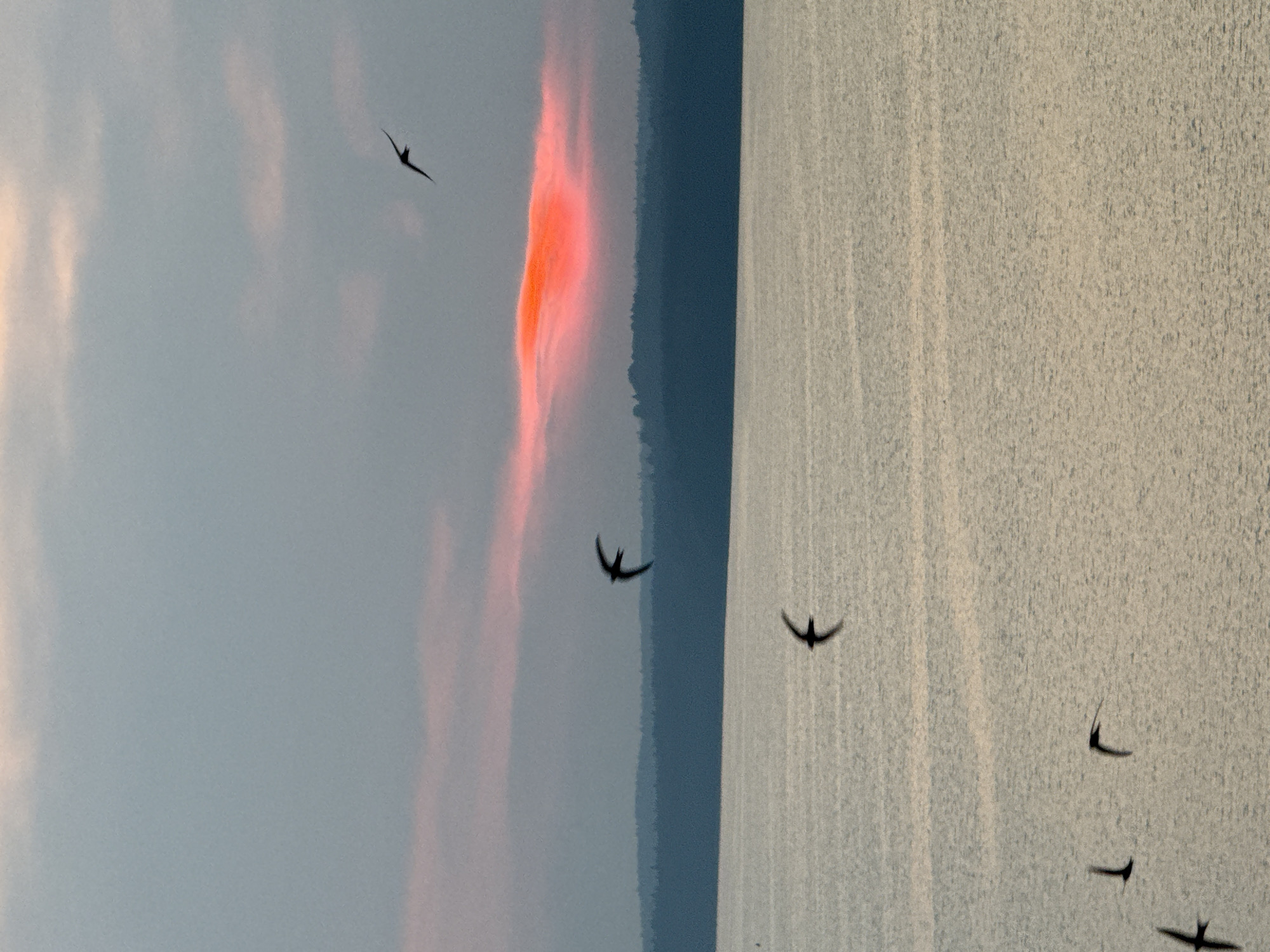 The image depicts a body of water, likely a lake or bay, with a tree-lined shore in the background. The sky above is overcast with a streak of vibrant pink and orange clouds, suggesting either a sunrise or sunset. Several silhouetted birds are in flight over the water, some appearing to be small swallows. The water's surface is rippled and reflects the muted light of the sky. The scene appears serene and natural, with no immediate signs of human activity or structures visible in the foreground. This natural landscape is consistent with the environments found around Votkinsk, Russia, a city situated on the banks of the Kama River and near several lakes.