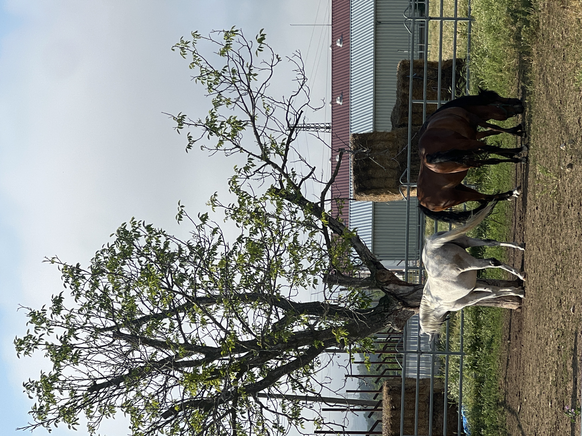 This image captures a rural outdoor scene, likely a horse paddock or enclosure, in Ivan Vazovo, Bulgaria. The primary subjects are two horses: one dark brown and another light grey or white. Both horses are positioned near a metal fence, facing downwards as if grazing or feeding from the ground.
A large, mature tree with green leaves and visible branches stands prominently in the center-left of the frame, casting a gentle shade. Behind the horses and the fence, several large, rectangular bales of hay are stacked. In the background, a building with corrugated metal siding, featuring both light grey and a distinct red section on its roof, is visible. The sky is overcast or very bright, appearing a uniform light grey-blue, suggesting a daytime scene with diffused light rather than direct sunlight. The ground is a mix of dry earth and patches of green grass. There is no visible text in the image.
