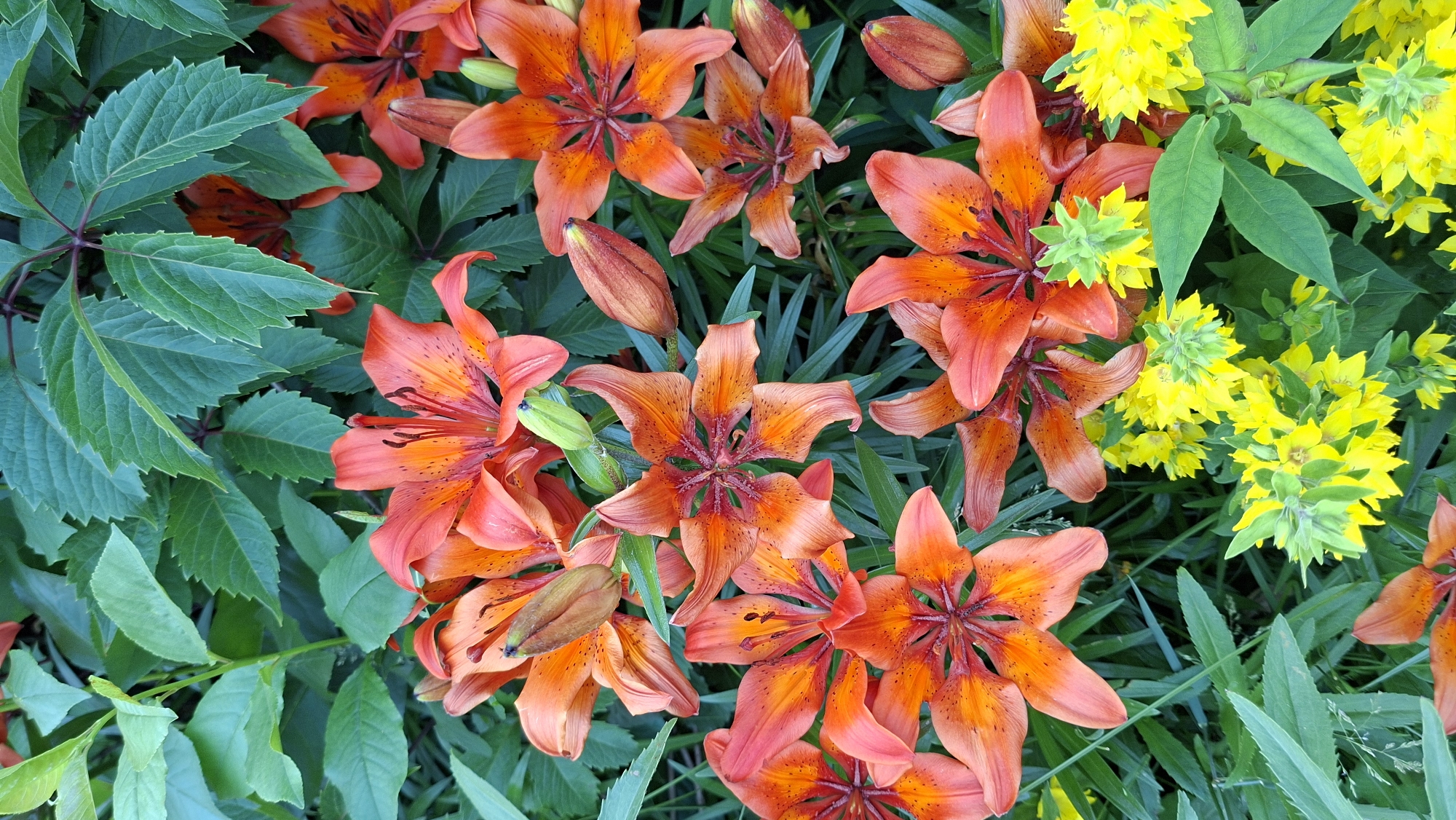 This is a close-up, vertical, top-down shot of a flowerbed in Bolshoi Bukor, Russia, featuring a vibrant display of orange lilies interspersed with bright yellow flowers and lush green foliage. The lilies, with their distinct petal shapes and dark speckles, are the prominent subjects, with several in full bloom and others in bud. The yellow flowers, possibly Lysimachia punctata, are clustered and add a contrasting burst of color. The background is dominated by various shades of green leaves, some broad and flat, others more elongated and serrated, creating a rich and textured environment. There are no people or animals present, and no actions or interactions are depicted. The lighting suggests it is daytime, likely outdoors with natural light illuminating the scene evenly.