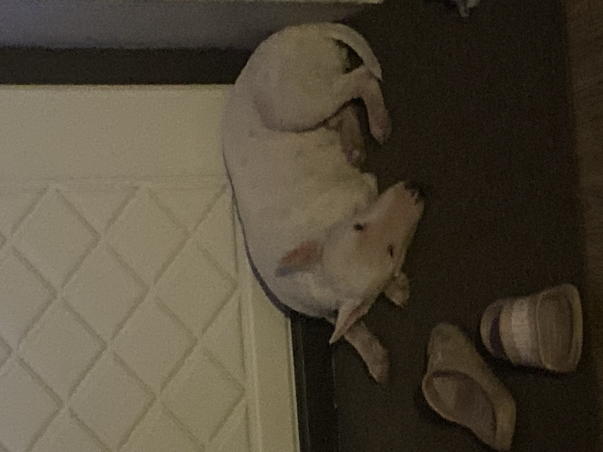 A white bull terrier puppy is lying down on a dark carpeted floor. The puppy is curled up on its side, with its head resting on the floor. Its eyes are closed, and it appears to be sleeping. In the background, there is a white door with a diamond pattern. To the left of the puppy, there are two slippers on the floor. The scene is indoors, in what appears to be a home. There are no people visible in the image.