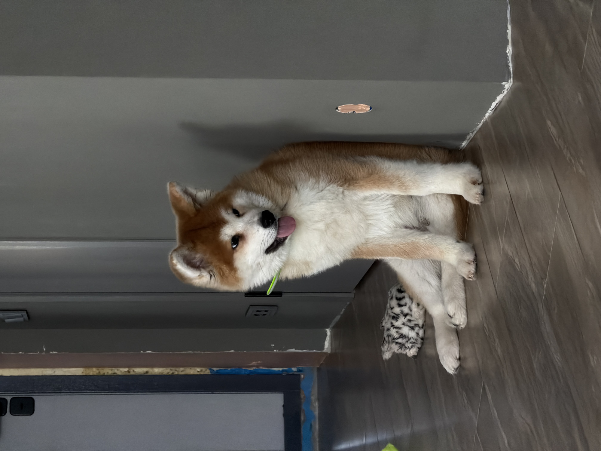 An Akita dog, characterized by its tan and white fur, is lying on its side indoors, with its tongue sticking out. The dog has a light green collar. It is positioned on a wood-patterned floor, near a plush toy with black and white markings. The surrounding environment includes grey walls and trim with what appears to be an electrical outlet near the bottom left corner of the frame. The location is unknown.