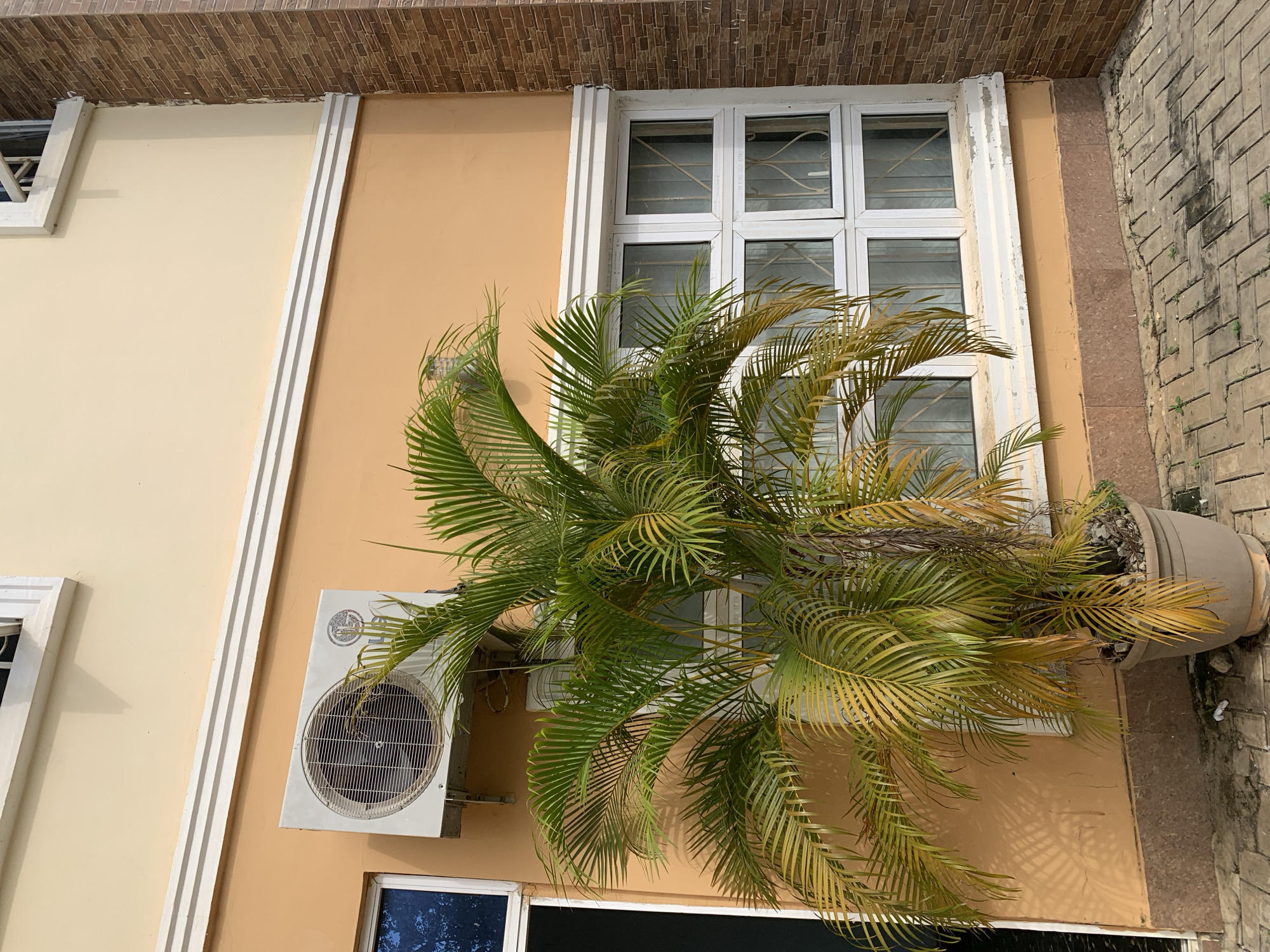 The exterior of a building in Lokoja, Nigeria, is shown. The wall is a two-tone peach color with a white decorative molding. A white-framed window with a six-pane grid pattern is visible. An air conditioning unit is mounted on the wall. A potted palm tree obscures part of the window and the air conditioning unit. The building's facade is adjacent to a brick-paved area.