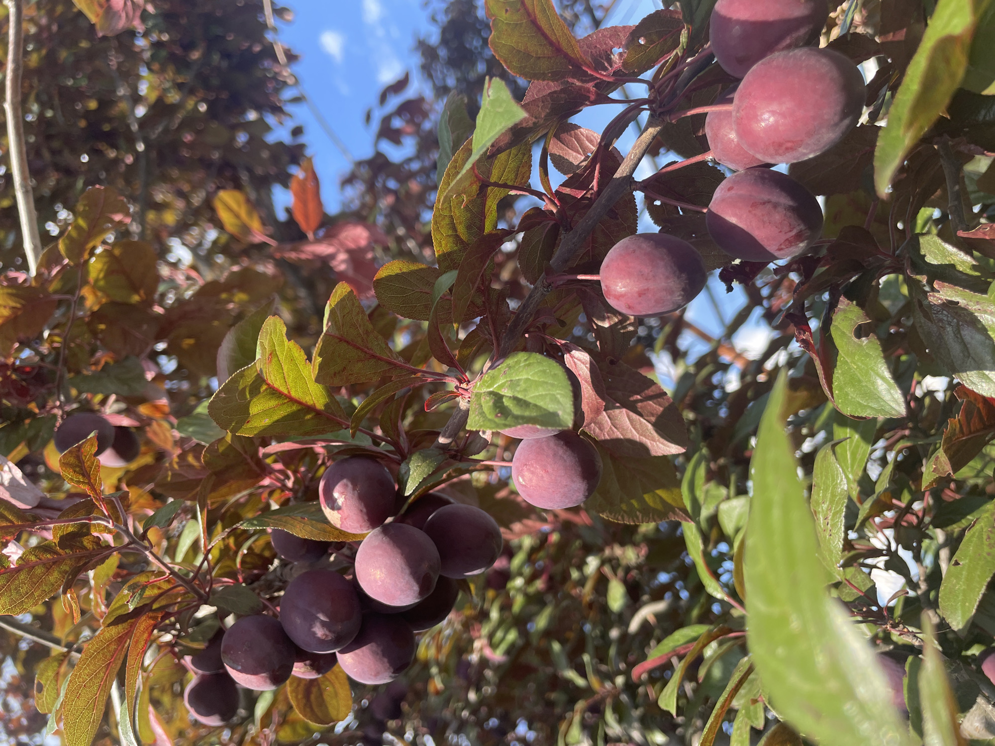 An outdoor, eye-level photograph captures multiple clusters of ripe, dark purplish-red fruit, likely plums or cherry plums, hanging from a tree branch under direct sunlight. The fruits are mostly round to oval, exhibiting a subtle bloom on their surface, and are grouped in bunches of several fruits each. The tree's foliage consists of ovate leaves with serrated edges, primarily displaying a deep burgundy or reddish-brown hue, with some areas showing green or green-tinted veins, particularly where illuminated by the sun. Strong shadows are cast by the leaves and fruits. The background is blurred, revealing additional tree foliage in varying shades of green and red, interspersed with patches of clear blue sky and faint white clouds, indicating a bright, sunny day. The scene is located in Unknown, Unknown.