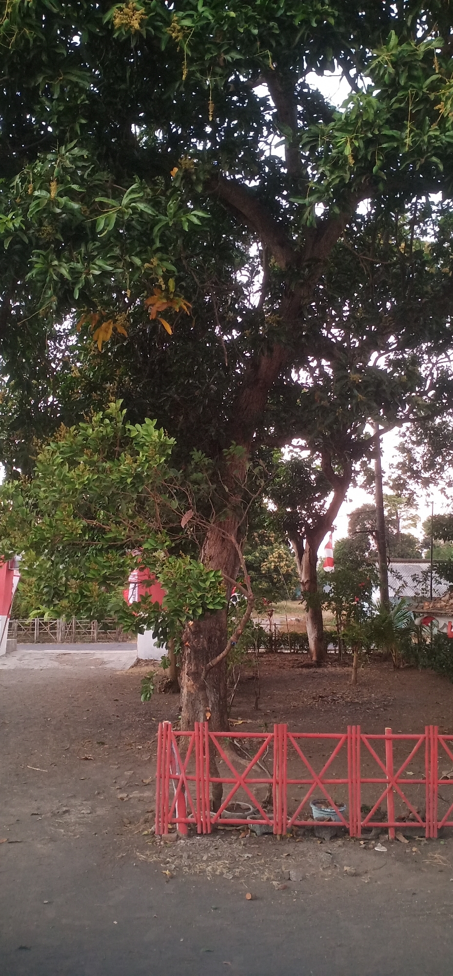 The image depicts an outdoor scene in Bulujaran Lor, Indonesia, featuring a large, mature tree with dense foliage. The tree's trunk is thick and gnarled, with visible branches extending upwards and outwards. Some of its leaves appear to be yellowing, suggesting a possible seasonal change or stress. In the foreground, a bright red, collapsible fence is erected, composed of vertical posts and horizontal, crisscrossing bars. This fence encloses a small area with the base of the tree. Behind the tree, other vegetation is visible, along with a white building with red accents and a corrugated metal roof. A flag, possibly the Indonesian flag due to its red and white colors, hangs from a pole in the background. The ground is covered in dirt and scattered dry leaves. The sky is overcast and shows signs of dusk or dawn.