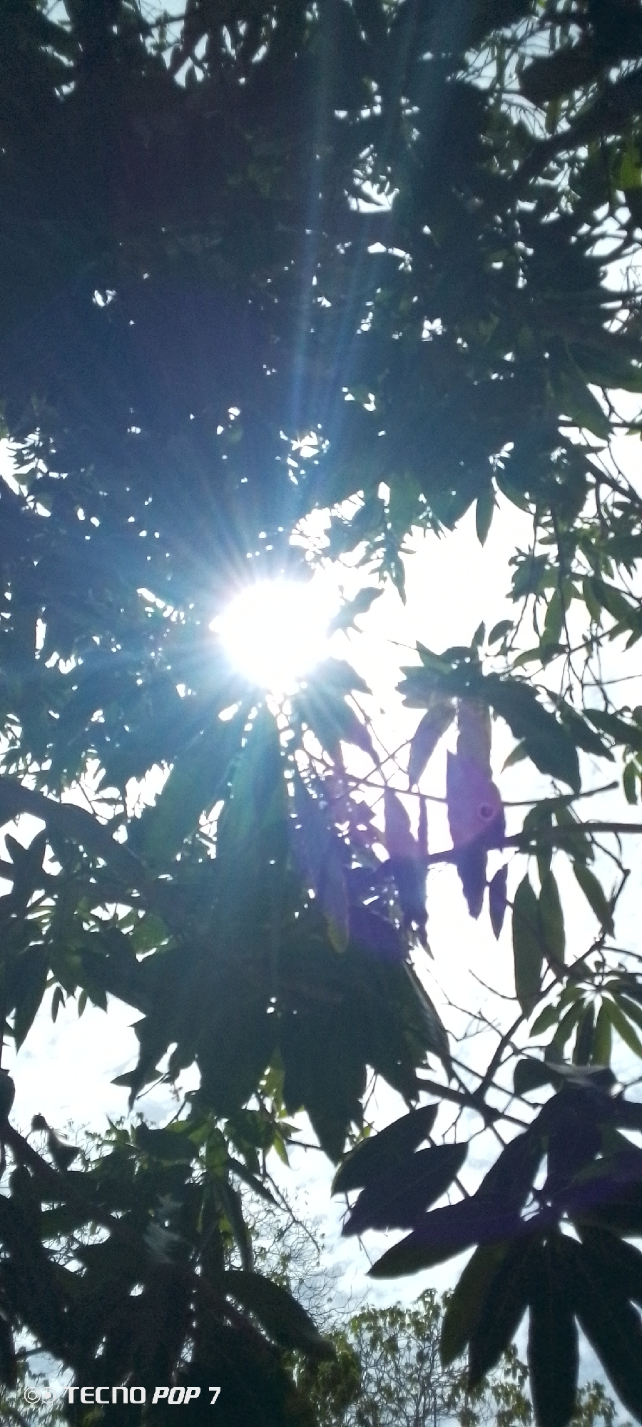 The image shows a view looking up through tree branches with the sun shining brightly through them. The leaves are predominantly green and appear to be silhouetted against the bright sky. The location is Altagracia, Venezuela. A logo "TECNO POP 7" is visible in the lower left corner of the image.