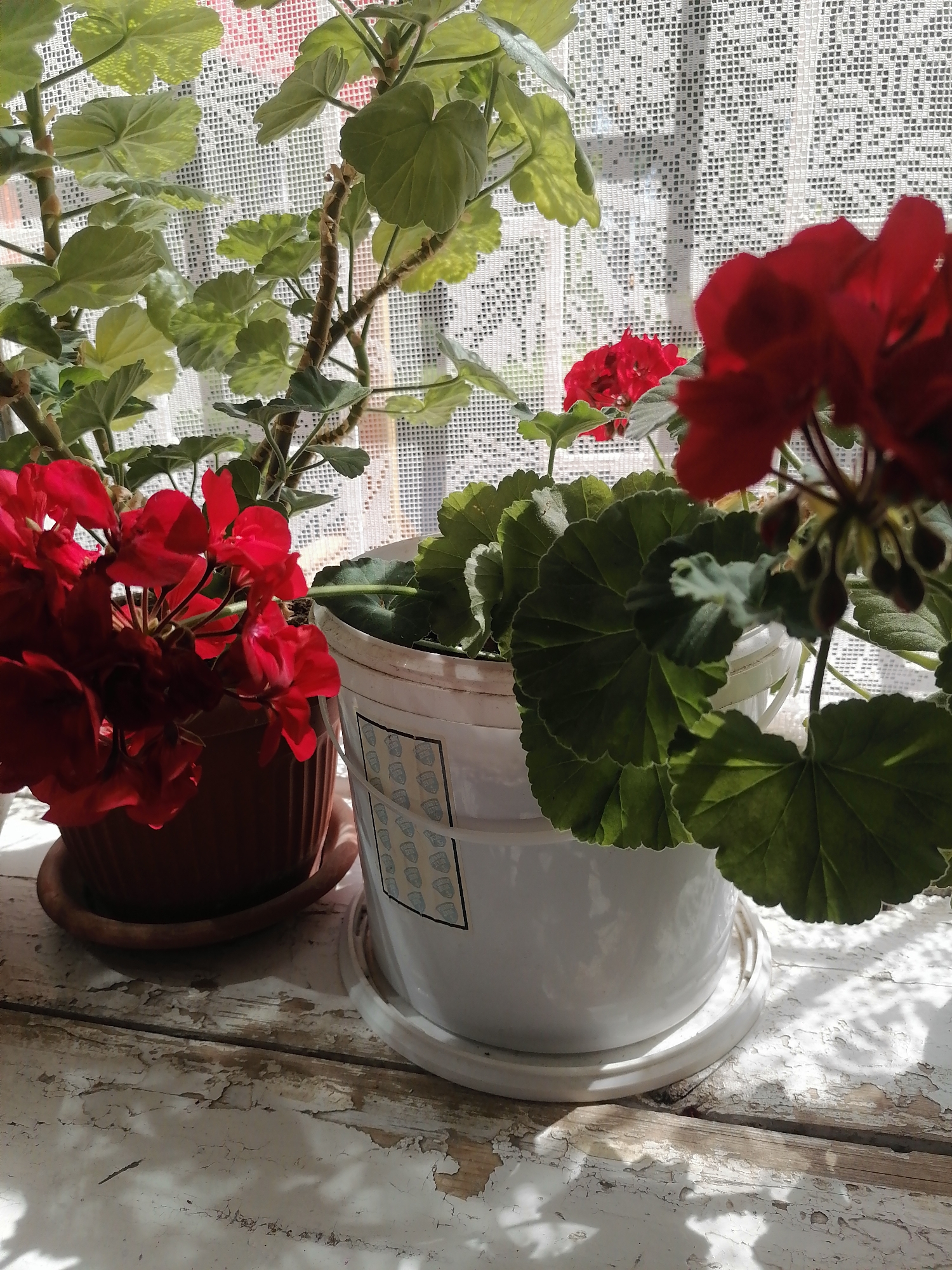 Two potted geraniums are placed on a white, weathered wooden surface in front of a lace-patterned curtain. The plant on the left has vibrant red flowers and is in a brown pot. The plant on the right has large green leaves and is in a white pot with a patterned label. Sunlight streams through the curtain, casting shadows on the wooden surface. The location is the city of Bolshiye Remzyonki, Russia.