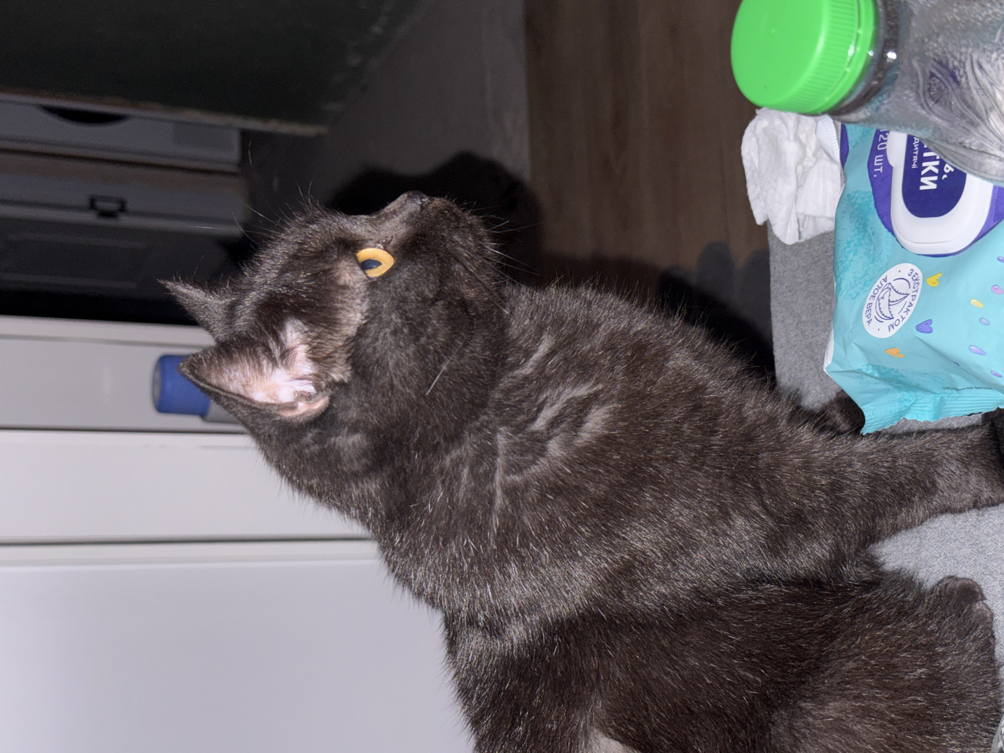A medium shot captures a dark gray cat with bright orange eyes looking to the right. The cat is positioned in the foreground, facing away from the camera. Its fur appears slightly disheveled. In the background, a light-colored wall with a vertical seam is visible on the left. To the right of the wall, a partially open doorway reveals a dark interior. In the bottom right corner, a green-capped plastic bottle and a packet of wet wipes are present on a textured surface. The lighting is dim, casting shadows on the wall and floor.
