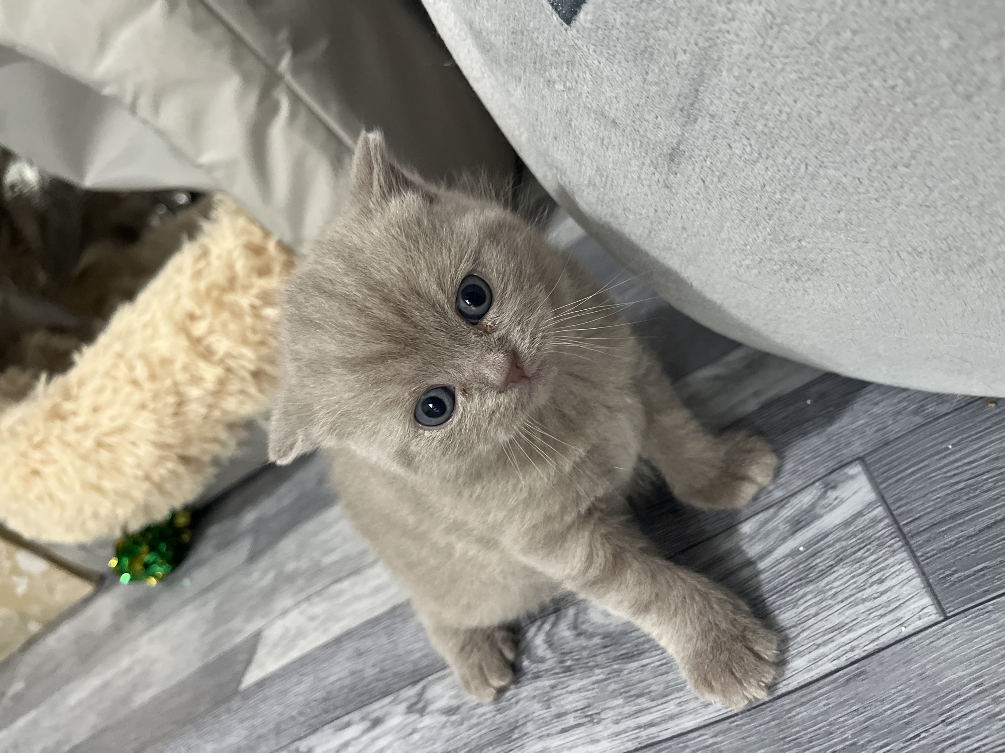 A small, gray kitten with blue eyes sits on a gray wood-patterned floor, looking up at the camera. To the kitten's left is a tan, furry object with a green and gold glitter ball at its base. To the right is a large, gray, round object. The location is not discernable from the image.