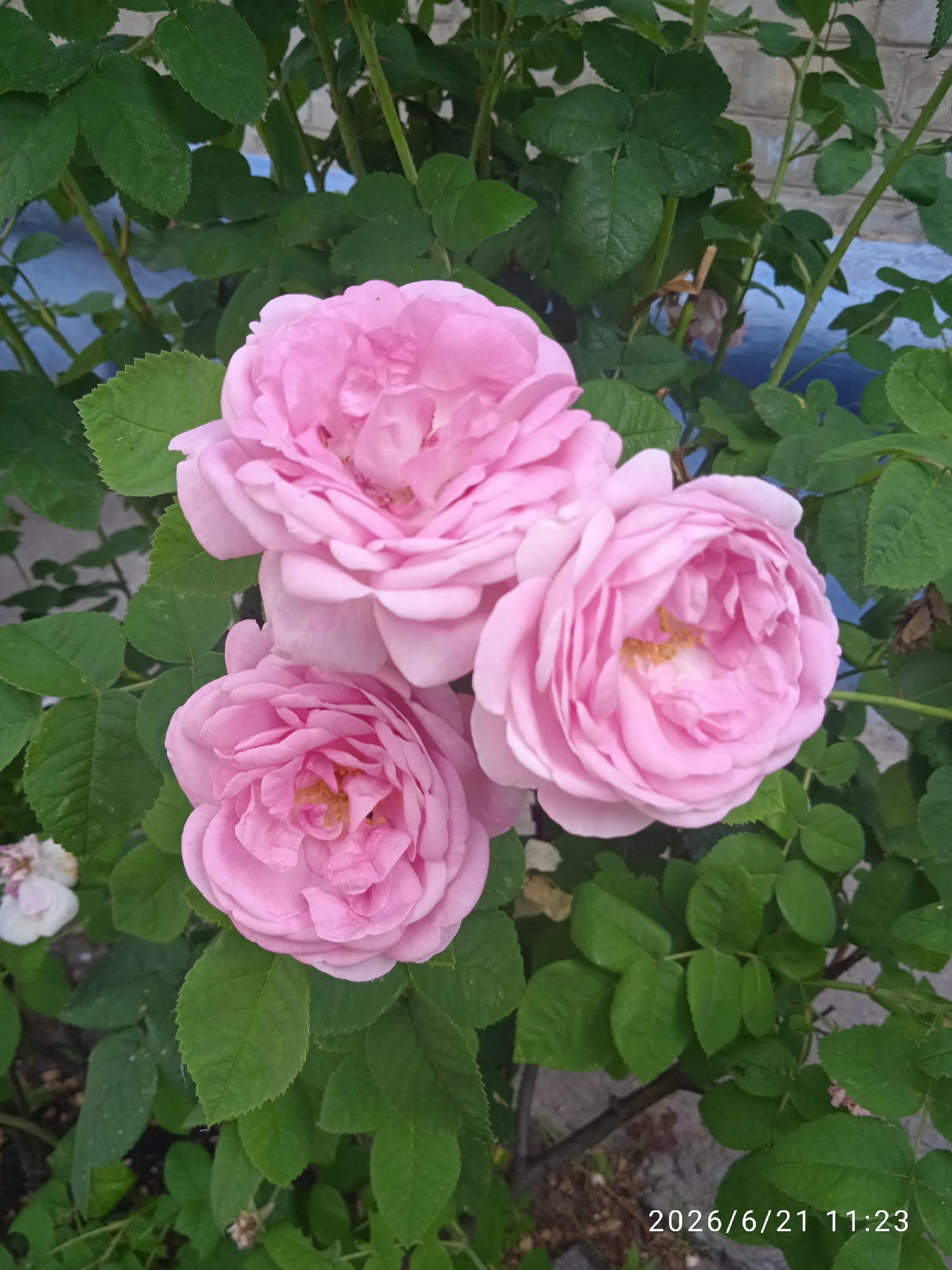 A close-up, outdoor, eye-level shot features a cluster of three light pink roses with multiple layers of petals. The roses are surrounded by lush green leaves and stems, indicating a plant growing in its natural environment. In the background, a portion of a light-colored brick wall and a strip of blue material are visible. The bottom right corner of the image displays a timestamp: "2026/6/21 11:23". The overall scene suggests a tranquil garden or outdoor setting, possibly in Vlasivka, Ukraine, given the timestamp's format which often includes regional indicators in some systems.