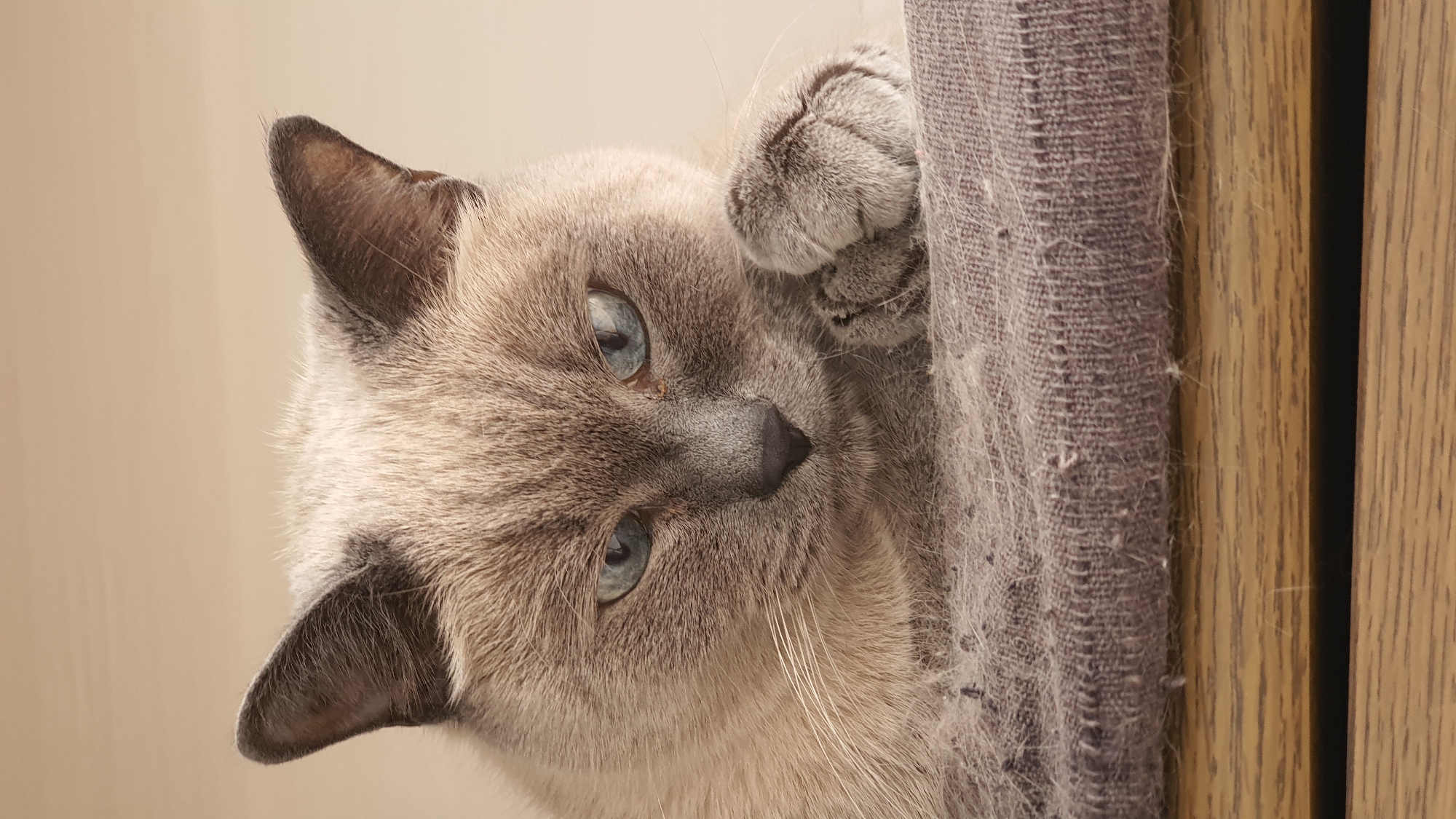 This is a close-up, vertical, eye-level photograph of a Siamese cat. The cat is light brown with darker points on its ears and face. Its eyes are a striking blue. The cat's front paws are resting on a dark grey textured surface, possibly a cushion or blanket, which is covered in loose light grey fibers. The cat is positioned in the center of the frame, looking directly at the camera with a slightly serious expression. The background is a smooth, light beige color, creating a soft bokeh effect. The photograph does not contain any information about the city of Krasnoyarsk, Russia, or any specific environmental details that would place it within a particular location.