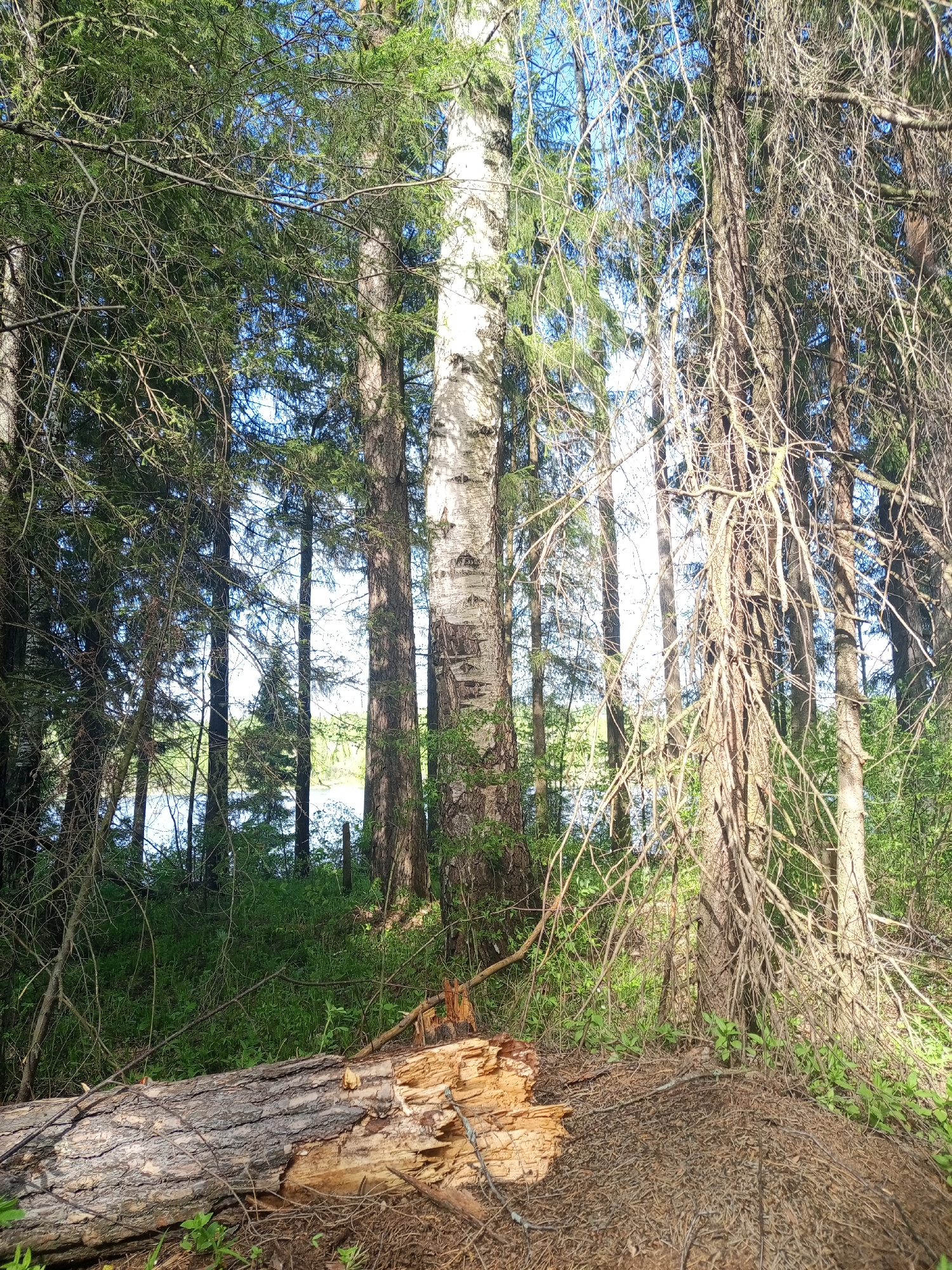The image depicts a forest scene with a mix of coniferous and deciduous trees. In the foreground, a fallen log is partially decayed. Through the trees, a body of water is visible in the distance. The environment appears to be in a natural state, with abundant undergrowth. The image was presumably taken near Уральское, Russia, given the provided location information. No people or interactions are visible. The scene conveys a sense of quiet and natural decay within a wooded environment.