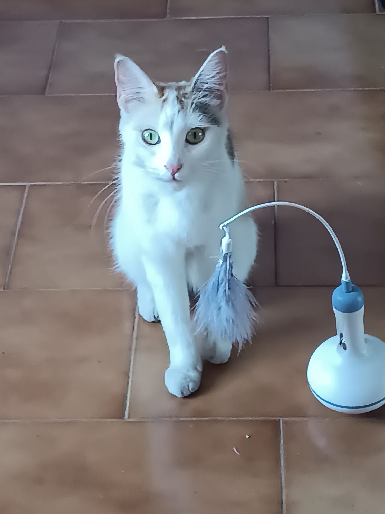 A medium shot depicts a white cat with light gray patches perched on a brown tiled floor. The cat is positioned to the left of a white and blue automatic cat toy with a feathered attachment. The cat is the main subject, facing forward with focused eyes. The environment appears to be indoors, possibly a home in Viadana, Italy, indicated by the query. The tiles suggest the floor of a living space.