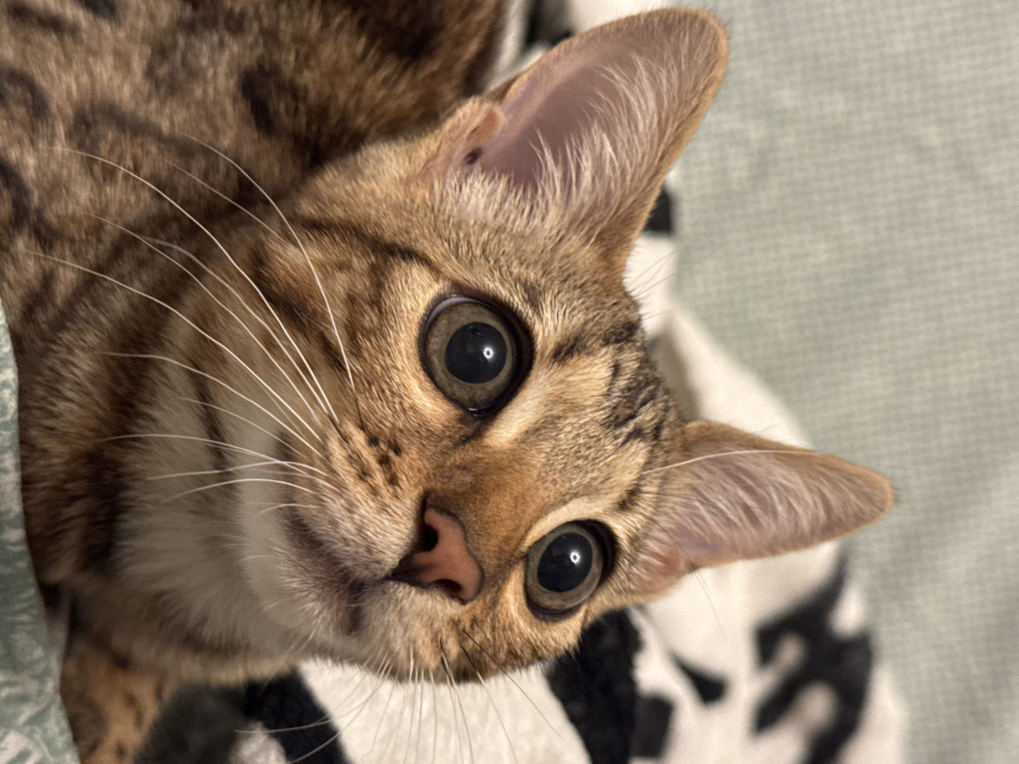 A close-up shot captures a young tabby cat's face, with large, expressive eyes focused upwards. The cat has distinct brown and black markings on its fur, and delicate white whiskers extend from its muzzle. The background is softly blurred, showing a textured surface with a black and white pattern, possibly a blanket or rug, and a pale green fabric. The lighting is warm and diffused, highlighting the cat's features. This image was taken in Rzhev, Russia.