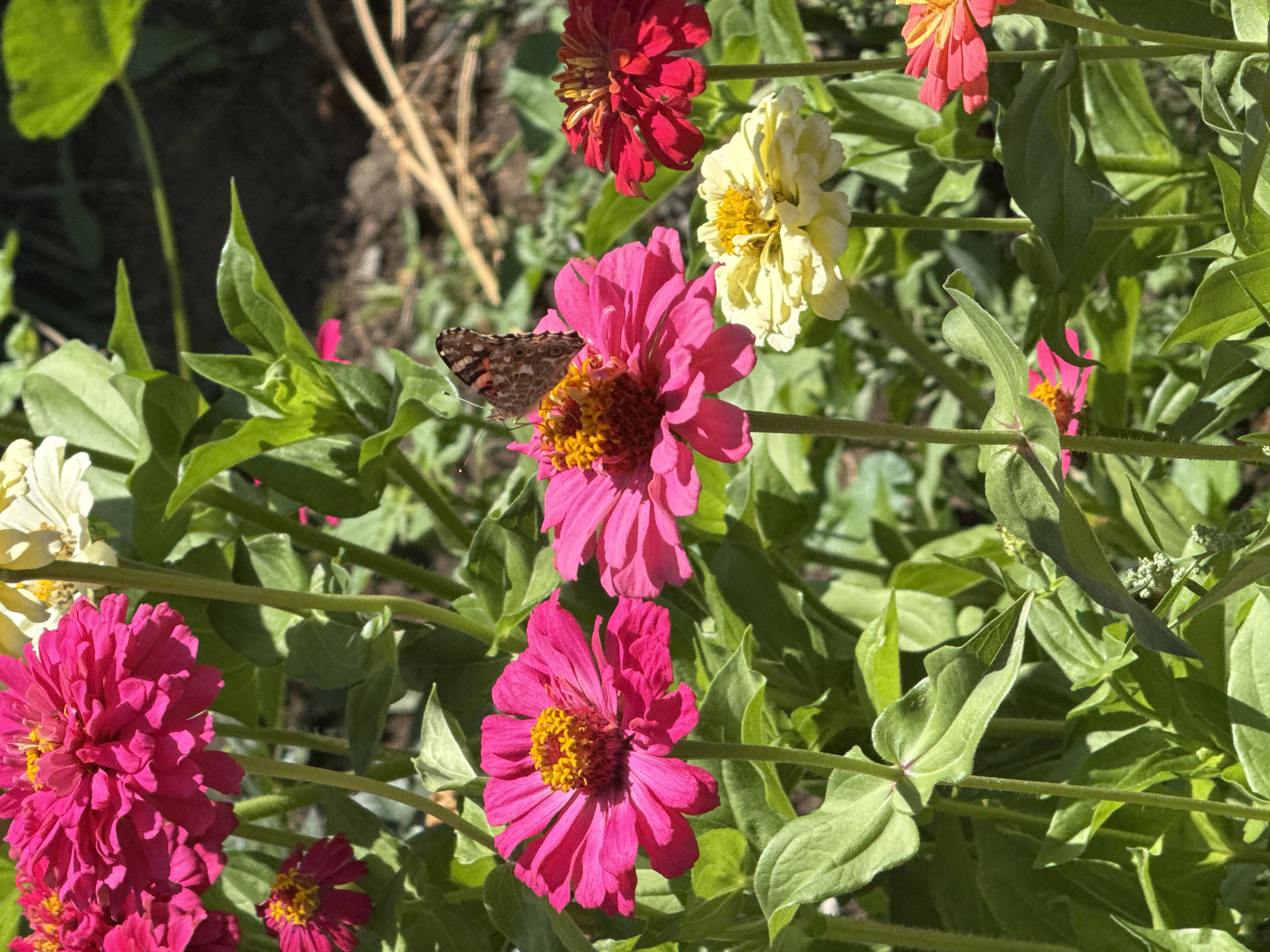 In Boru-Bash, Kyrgyzstan, a close-up, eye-level shot captures a vibrant garden scene. Several zinnia flowers, in shades of magenta, pink, yellow, and red, are in full bloom, their layered petals and bright centers catching the sunlight. A butterfly, with brown and orange wings, is perched on one of the pink zinnias, its delicate form a stark contrast to the bold flowers. Lush green foliage forms a dense background, with some dried straw visible in the upper right corner, suggesting the garden is well-established. The lighting indicates it is daytime, casting soft shadows and highlighting the textures of the petals and leaves.