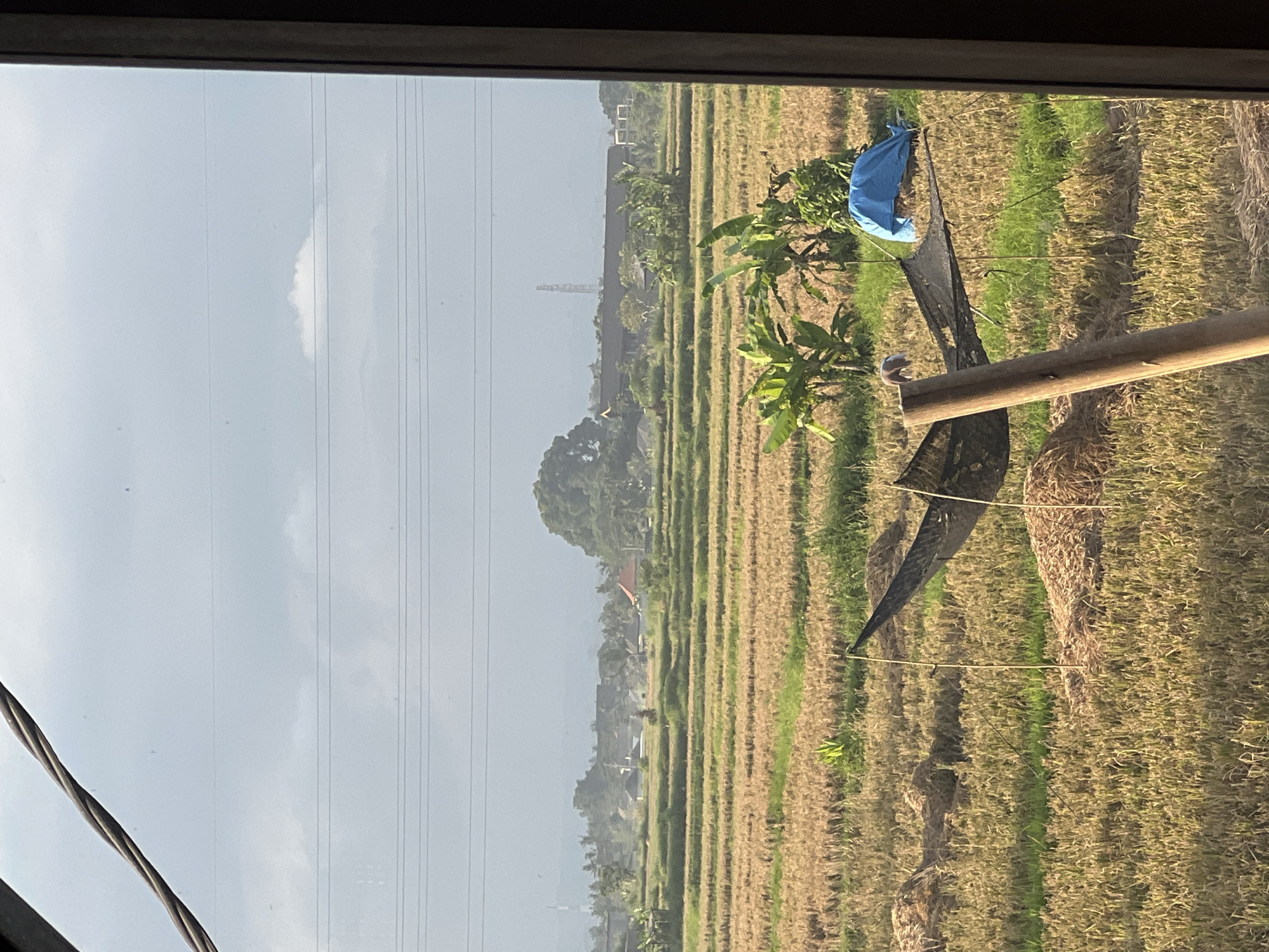 The image shows a view from inside a building, looking out over a rice field in Ubud District, Indonesia. The sky is overcast with thin clouds. Power lines are visible in the sky. The rice field is terraced, with a mix of green and golden-brown rice stalks. A wooden pole and makeshift scarecrow constructed of black netting and a blue sheet are positioned in the field. In the distance, trees and buildings are visible.