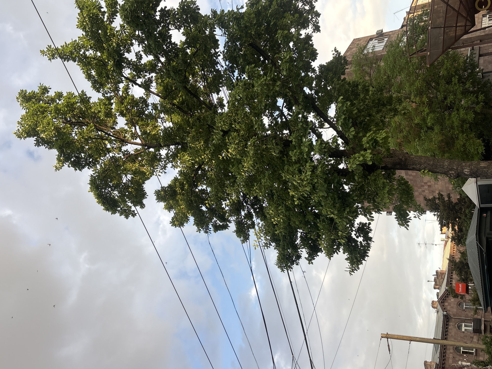 The image depicts a street scene in Yerevan, Armenia, with a large tree dominating the upper portion of the frame. The tree's foliage is dense and green, obscuring parts of the buildings in the background. A series of power lines intersect the view between the tree and the sky, which is filled with light and dark clouds. In the background, buildings with distinctive Armenian architecture can be seen, including brickwork and arched windows. One sign appears on a building that says "Telecell." The buildings appear to be made of tufa stone, a common building material in Yerevan. There are birds flying in the sky as well.