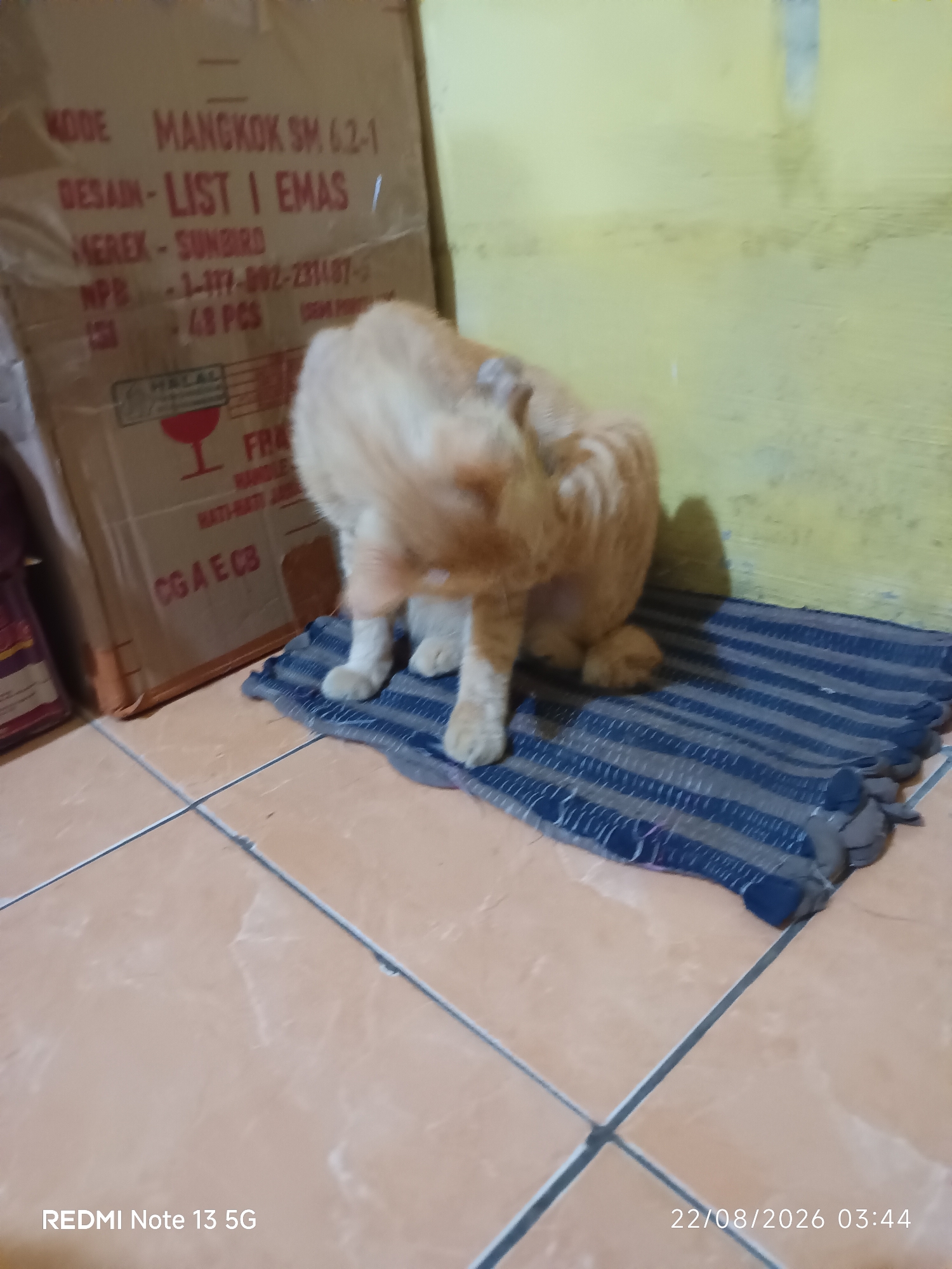 A ginger cat is grooming itself on a striped mat on a tiled floor. Behind the cat is a cardboard box with text in Indonesian. The box is partially covered by a plastic wrap. The wall behind the box is yellow. The scene appears to be indoors, likely in a home or storage area. The bottom left corner of the image shows "REDMI Note 13 5G" and the bottom right corner shows "22/08/2026 03:44". The provided information about the location "Talaga Sari, Indonesia" is not visible in the image itself.