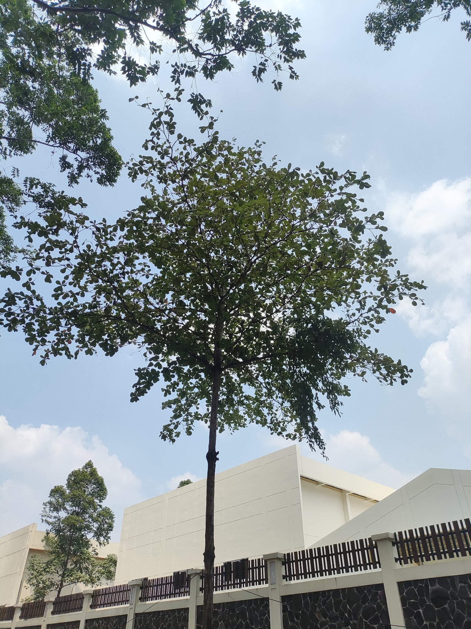 The image shows a medium-sized tree with green foliage against a bright, partly cloudy sky. In the background, there are modern, off-white buildings and a fence made of dark stones at the base and dark wooden pickets on top. Another smaller, more slender tree is visible to the left of the main building, and branches of other trees with green leaves frame the top of the image. The scene appears to be outdoors, possibly in a public space or a campus in East Jakarta, Indonesia, given the architectural style and vegetation. There are no people visible in the image.