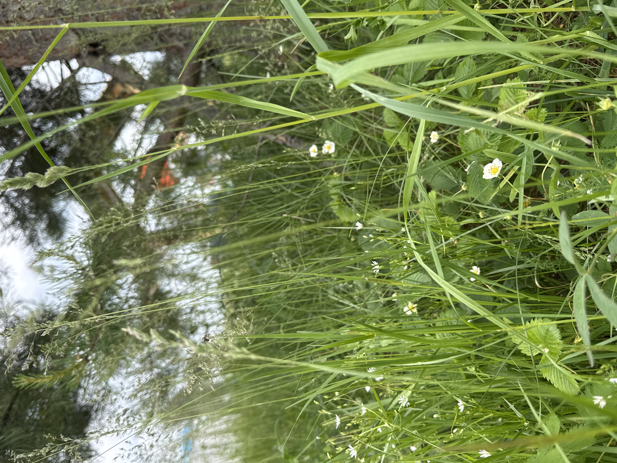 The image, originally rotated ninety degrees clockwise, presents a close-up view of abundant green vegetation in a natural outdoor setting, indicative of a field or forest edge in Большая Кивара, Russia. The foreground is densely packed with various types of lush green grass, including some with feathery seed heads. Scattered throughout the greenery are several small white flowers. Some of these blossoms feature five white petals and distinct yellow centers, consistent with wild strawberries (Fragaria vesca), while others are smaller and more delicate, possibly chickweed or similar wildflowers. Broader green leaves are also visible amongst the grass, some resembling strawberry foliage and others exhibiting serrated edges. In the soft-focus background, the silhouettes of coniferous trees, possibly pines, can be discerned against a light, diffused sky, suggesting an overcast day or indirect sunlight. The scene is static, devoid of any discernible activity, people, or visible text. The overall impression is one of a peaceful, untamed natural environment during daytime.