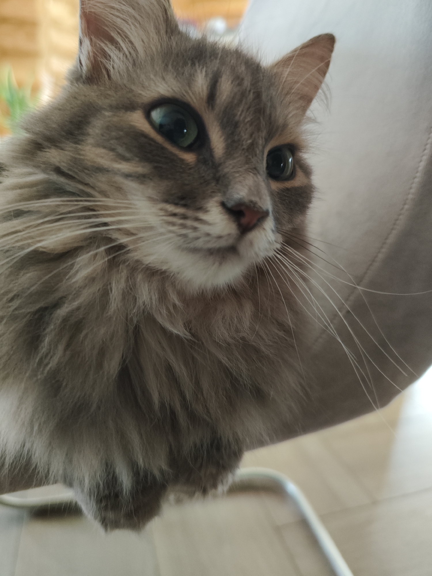 A close-up, slightly low-angle photograph features a grey and tan tabby cat with long fur and green eyes. The cat is looking slightly to the right of the frame. Its face, including its pink nose and long white whiskers, is in focus. The cat appears to be resting on a light-colored chair with a metal frame, visible in the lower portion of the image. The background is slightly blurred, with hints of a plant on the left and a light-colored chair back on the right. The floor below the chair is a light, possibly wooden, surface. There is no evidence to suggest the photograph was taken in the city of Chaikovsky, Russia.
