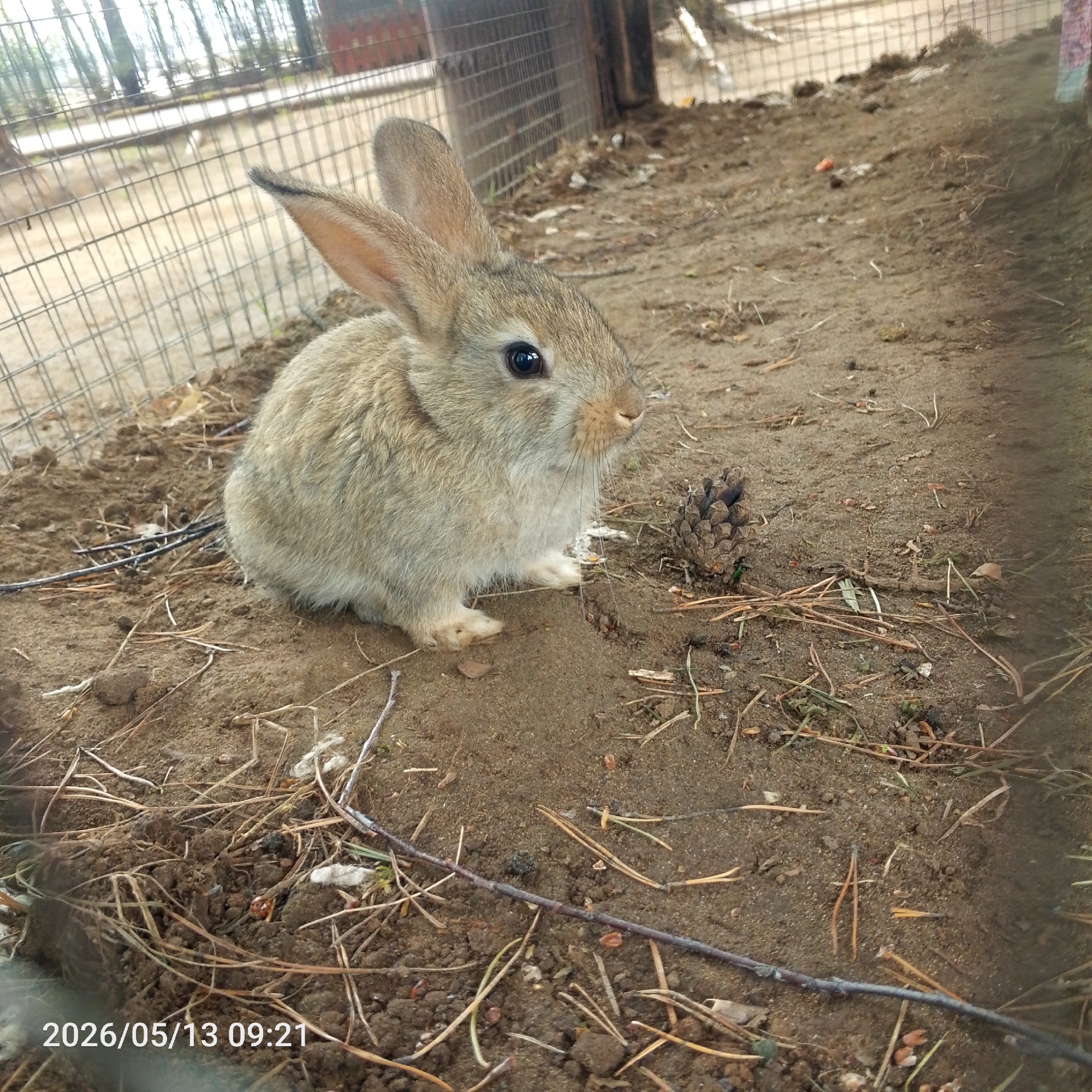 A small, light brown rabbit sits on dirt and pine needles inside a wire cage in what appears to be an outdoor enclosure. The rabbit is facing to the right of the frame. The bottom left of the image contains the date "2026/05/13 09:21". The location is the city of Chaikovsky, Russia.