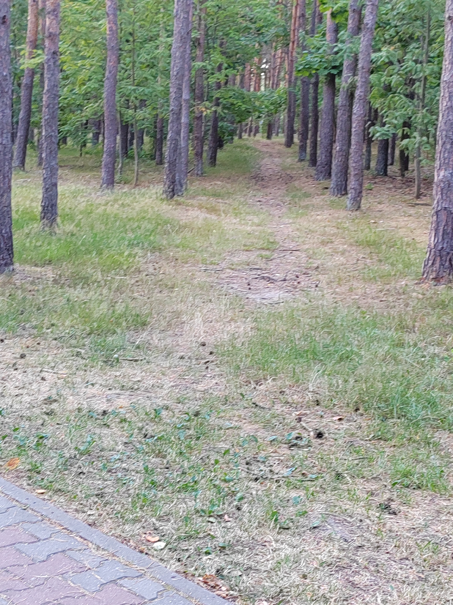 The image shows a dirt path winding through a pine forest. The trees are tall and slender, with a dense canopy of green leaves. The ground is covered in a mixture of dry grass and pine needles, with a few scattered pinecones. To the left of the path, there is a sidewalk made of interlocking pavers. The scene appears to be in a park or a recreational area. The lighting suggests it is daytime, likely late afternoon or early evening. There are no people or animals visible in the image. The environment is natural and peaceful.