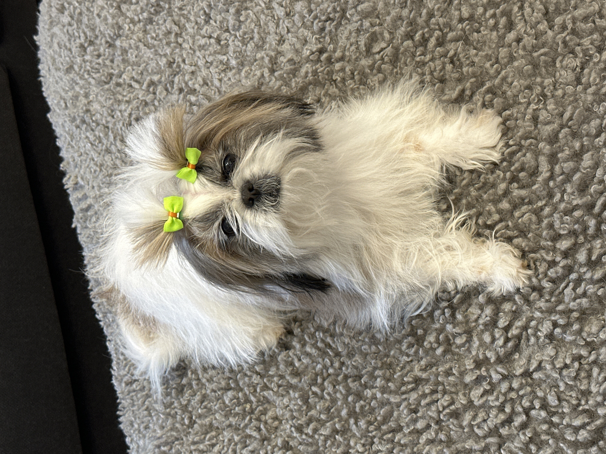 A small, long-haired dog, likely a Shih Tzu, lies on a gray shaggy rug. The dog has white and gray fur and two green ribbons tied in its hair, one on each side of its head. The dog is facing the camera. A black piece of furniture is visible in the upper-left corner of the image. The location is not discernible from the image.
