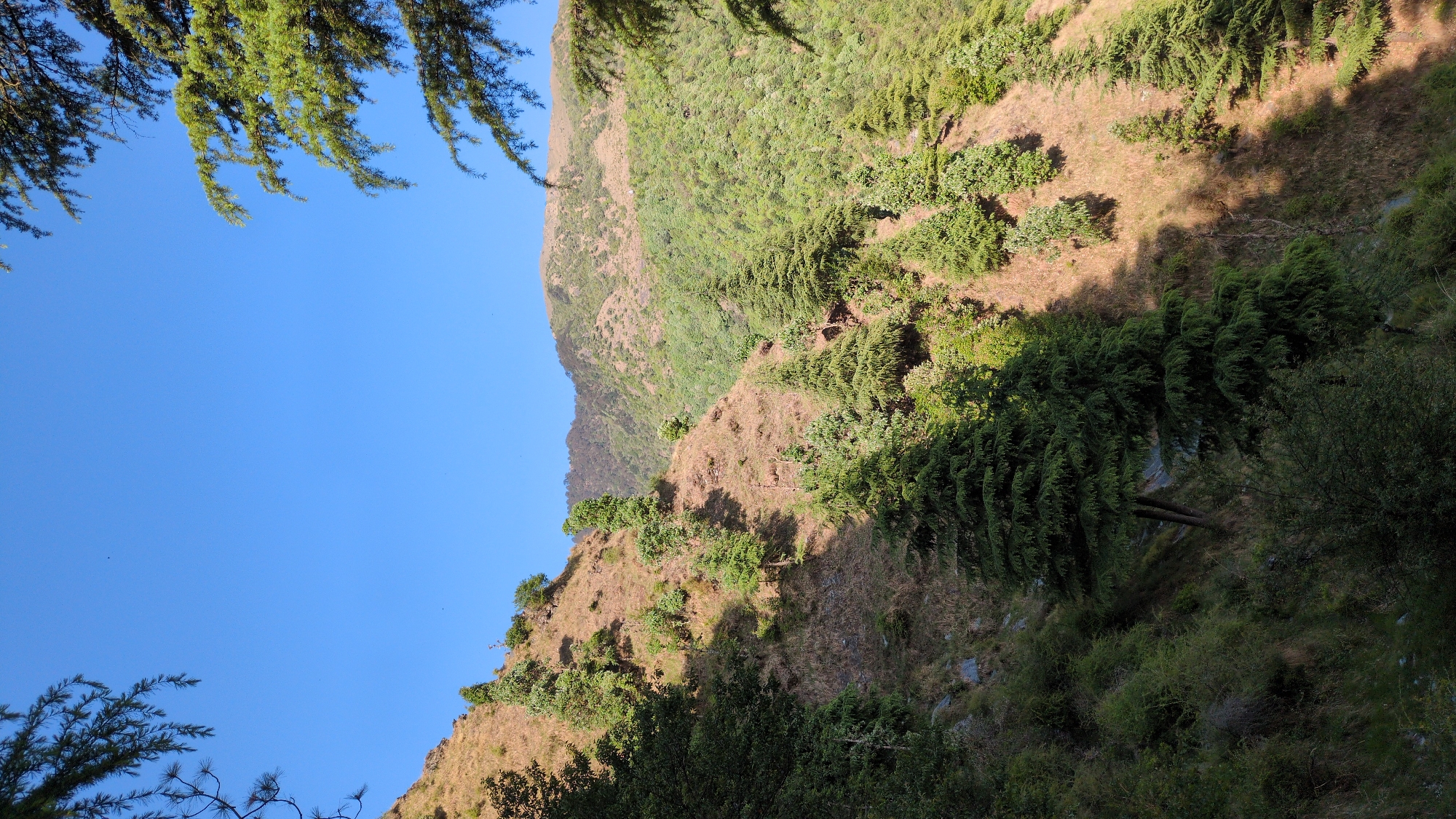The image captures a vibrant natural landscape, likely a mountainous or hilly region near Bhagsu, India, under a brilliant, clear blue sky. When viewed upright, the upper portion of the frame is dominated by a deep blue sky, mostly unblemished by clouds. This sky is partially framed by dark green coniferous tree branches that extend into the upper corners from just outside the visible area, suggesting a vantage point from within or beneath a tree canopy.
The central and lower parts of the image reveal steep hillsides and a valley, densely covered with vegetation. The slopes exhibit a mix of dry, sun-baked golden-brown grass and numerous green trees and bushes. Patches of dense, dark green coniferous trees, possibly deodar or pine, are scattered across the hillsides, forming distinct textures. Sunlight brightly illuminates parts of the slopes, creating sharp shadows that add depth and contrast to the scene. These shadows indicate a clear, sunny day, likely mid-day or early afternoon.
Towards the bottom and right side of the image, the terrain descends into a deeper part of the valley or a ravine, where the foliage appears even denser and darker green, likely due to increased shade and possibly richer moisture. Within this darker, lower area, what appear to be fallen logs or branches can be discerned, indicating a wild and untamed natural environment. There are no people, man-made structures, or visible text in the scene, emphasizing the untouched beauty of the natural world. The overall impression is one of serene natural grandeur and abundant greenery.
