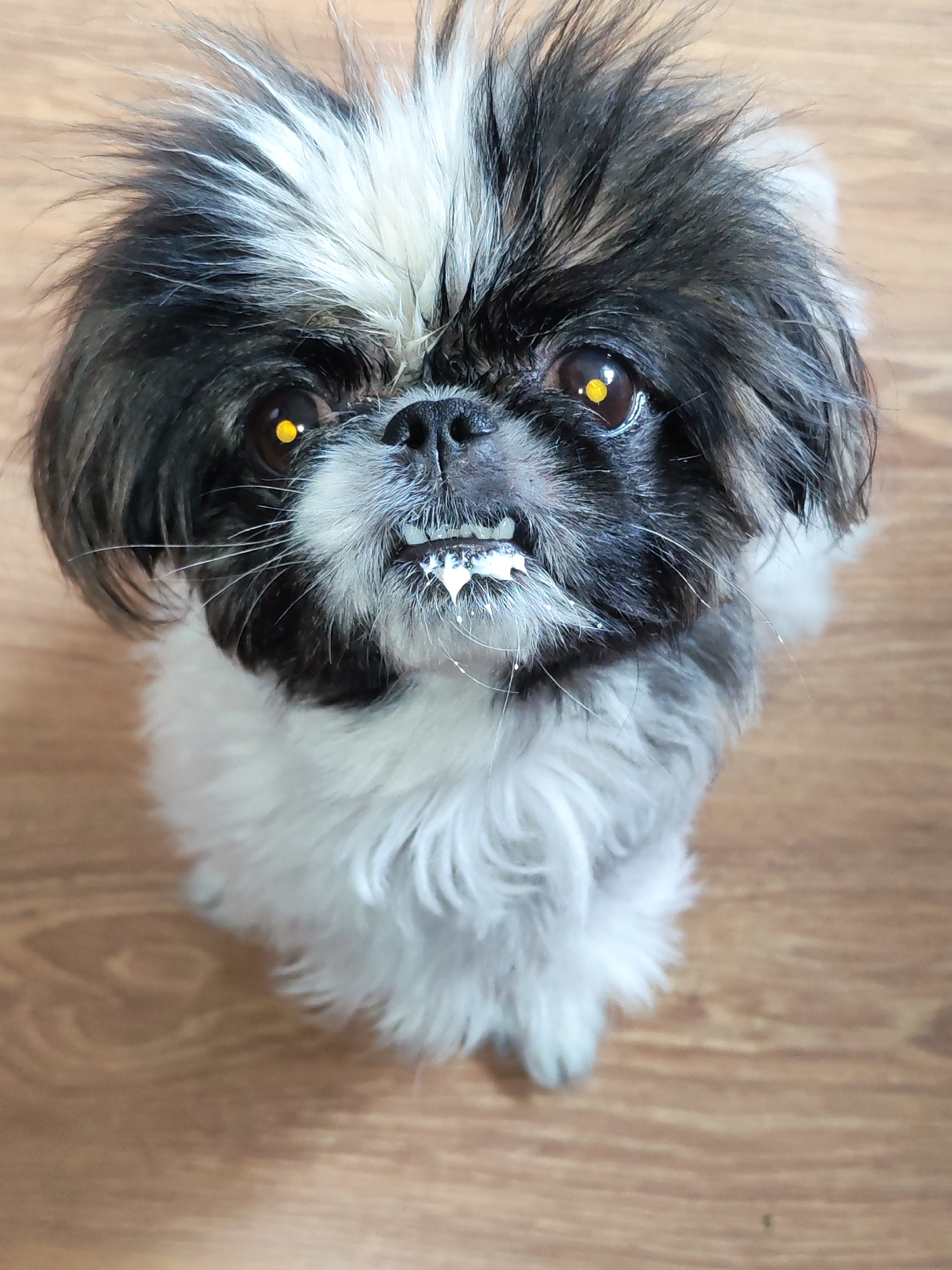 A Shih Tzu dog with black, white, and gray fur is sitting on a wooden floor, looking up at the camera. The dog has bright yellow eyes and its mouth is slightly open, revealing teeth with white foam around them. The background is a simple wooden surface.