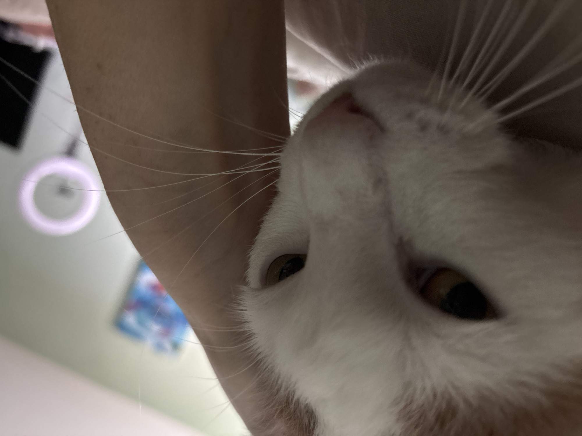 The image is a close-up, eye-level shot of a white and orange cat's face, partially obscured by a person's arm. The cat's left eye, with a golden iris, is visible and appears to be looking forward. The cat's fur is white with patches of orange on its head. The person's arm, which is bare and shows slight skin texture, is positioned in front of the cat and cuts across the right side of the frame. In the background, the scene is blurred, but a light green wall is discernible, with a colorful abstract artwork hanging on it. To the far right, a circular ring light with a pinkish-purple glow is visible, suggesting an indoor setting that might be a home or a studio. The overall lighting is soft, with the focus clearly on the cat's face. The image does not contain any information that would place it in Vsevolozhsk, Russia.