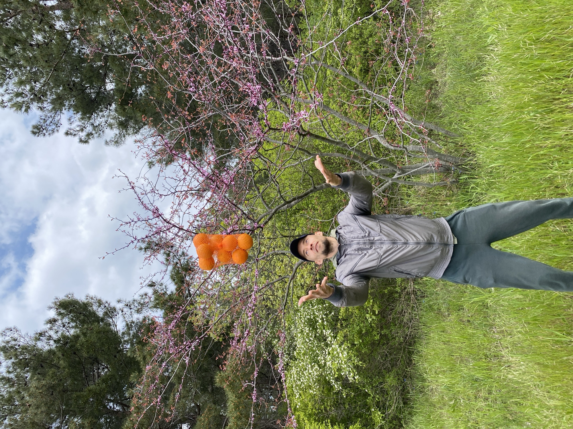 An outdoor, daytime image, set in Gelendzhik, Russia, captures a man playfully interacting with a mesh bag of oranges. The man, appearing to be in his 20s or 30s, wears a dark baseball cap, a grey zip-up jacket, and dark pants. He stands looking upwards with a slight smile or smirk, his hands raised with open palms, as if in the act of tossing or catching the bag of fruit.
The orange mesh bag, containing approximately six to eight oranges, is suspended in mid-air to the left of the man's head.
The background features vibrant natural elements. A tree with delicate pink blossoms and thin branches is prominent behind the man, alongside other dense green trees and bushes, some with small white flowers, suggesting springtime. Lush green grass covers the ground. The sky in the upper left is bright with scattered white clouds. The overall scene conveys a casual and lighthearted moment outdoors. There is no visible text in the image.