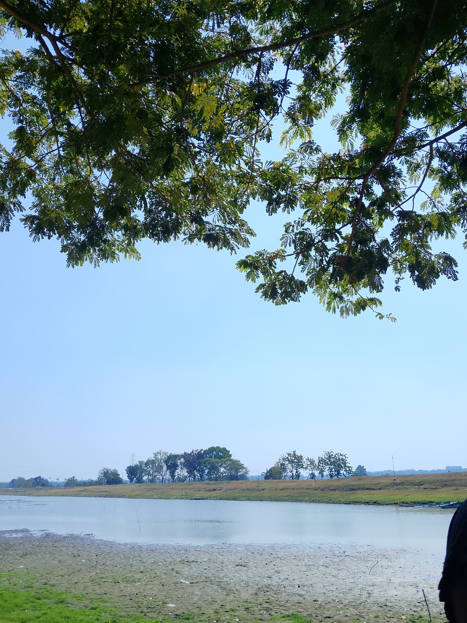 The image captures a serene natural landscape. In the foreground, lush green grass transitions to a muddy, bare patch of earth leading to a calm body of water. The water reflects the clear blue sky. Along the far bank of the water, a line of trees stands with some taller trees and power lines visible in the distance. Overhead, the branches of a leafy tree extend into the frame, creating a natural canopy against the bright sky. The scene appears to be in Ngadrin, Indonesia, a location known for its natural beauty and tranquil environments. There are no people or significant actions depicted in the image.