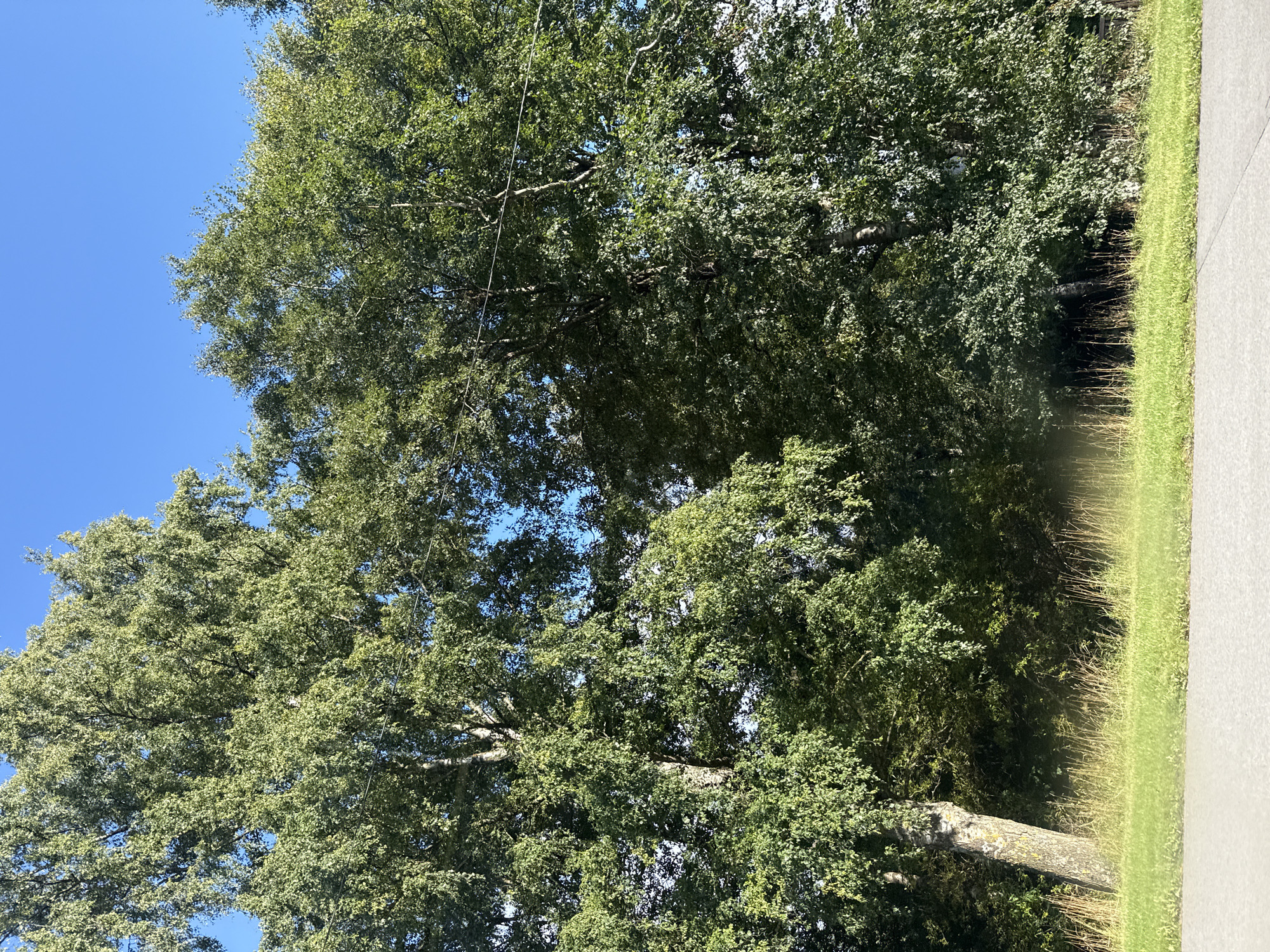 The image shows a sunny outdoor scene with several large trees in the foreground, their leaves a vibrant green. The trees are tall and dense, with some sunlight filtering through their branches. In the background, the sky is a clear, bright blue. A line of grass and a paved surface are visible at the bottom of the image. The overall impression is one of a natural, peaceful setting on a clear day. The image is described as being in the city of Tallinn, Estonia.