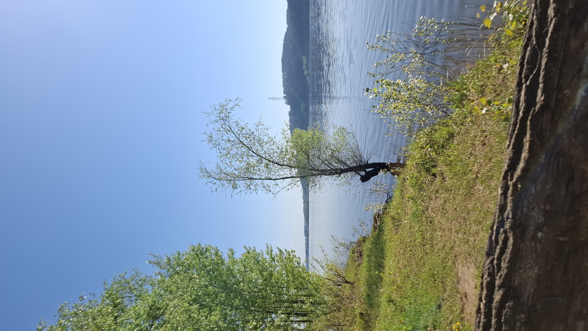 The image depicts a body of water, likely a river or large lake, under a clear blue sky. A tree with sparse green leaves leans towards the water from a grassy bank. Further in the distance, across the water, a treed shoreline is visible. A set of electrical transmission towers can be seen along the horizon. Green trees are visible in the lower left corner of the image. The composition includes a portion of a tree trunk in the right foreground. The image suggests a natural setting near the water's edge on a bright day. This is the City of Noviy, Russia.
