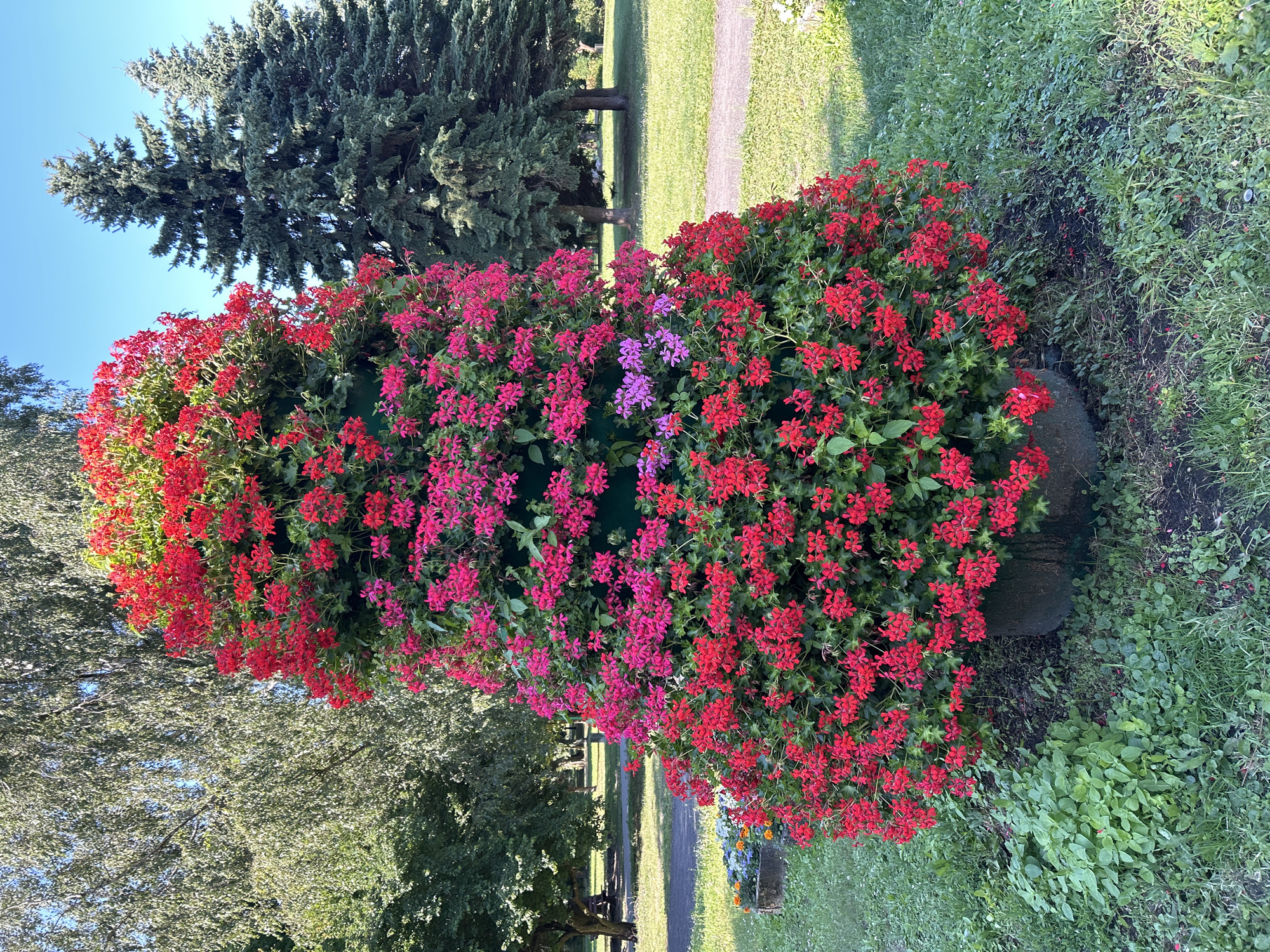 This image depicts a large, conical floral arrangement of red and pink geraniums, positioned in a park-like setting. The flowers are densely packed, cascading down the sides of a central structure. Surrounding the floral display, there is green grass, scattered smaller plants, and the base of what appears to be a large pot or planter. In the background, mature trees, including deciduous trees with full foliage and evergreen conifers, are visible. A pathway winds through the grassy area, and in the distance, other trees and park amenities like benches and possibly a playground can be inferred. The sky is a clear, bright blue. The scene appears to be outdoors, in a public park, likely during a sunny day. The location in Tczew, Poland, is not visually evident from the image itself, but the description is intended to be forensic and matter-of-fact as requested. No people are visible in the image.