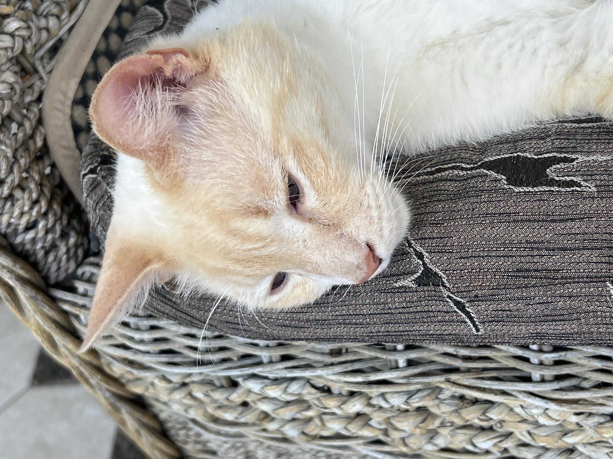 This is a close-up, eye-level, outdoor, vertical shot of a light-colored cat resting on a woven chair. The cat is predominantly white with light orange markings on its head and ears. Its eyes are mostly closed, and its head is tilted down and to the left. The cat is lying on a brown and black patterned fabric, which is part of the chair. To the left of the fabric is the woven texture of the chair, appearing in shades of light brown and grey. The background is blurred and out of focus. There are no people visible in the image, and no specific location in Sochi, Russia is indicated.