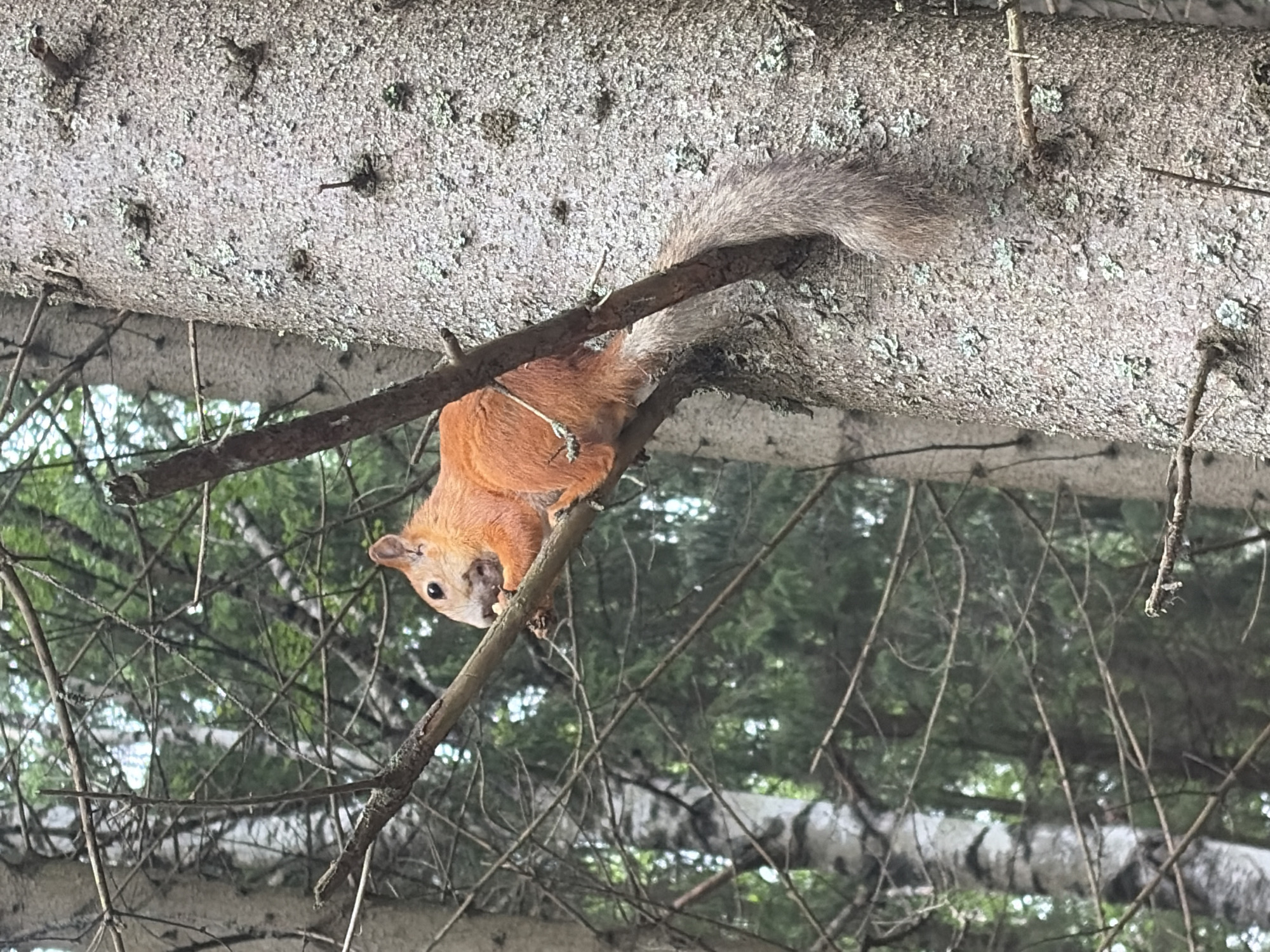 An orange squirrel is perched on a tree branch in a forest. The squirrel is holding a nut in its paws and appears to be eating it. The tree the squirrel is on is a large, rough-barked tree, possibly a spruce. In the background, there are other trees with green foliage, indicating it is likely springtime or summer. The lighting suggests it is daytime. The scene is natural and appears to be in a wild or park-like setting.