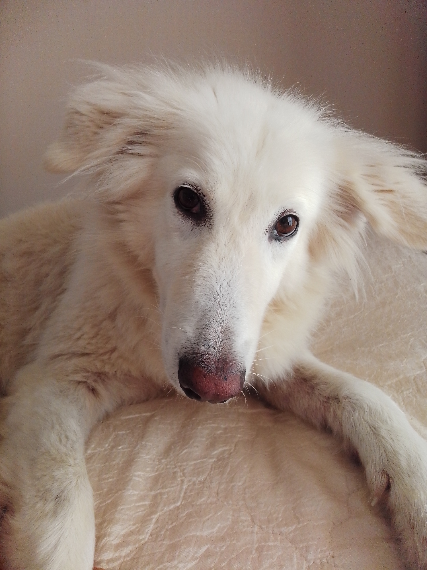 A close-up, eye-level portrait captures a white dog resting on a textured, light-colored surface. The dog's face is directed towards the camera, with its gaze seemingly focused on the viewer. Its fur is predominantly white, with some areas appearing slightly cream-colored, particularly on its body and ears. The dog's eyes are dark brown, and its nose is a speckled pink and brown. Its ears are long and fluffy, framing its face. The background is a neutral, light brown color. The overall impression is one of a calm and comfortable animal. The image was taken indoors, possibly in a home environment, and there is no indication of the specific location in Çınarcık, Turkey.