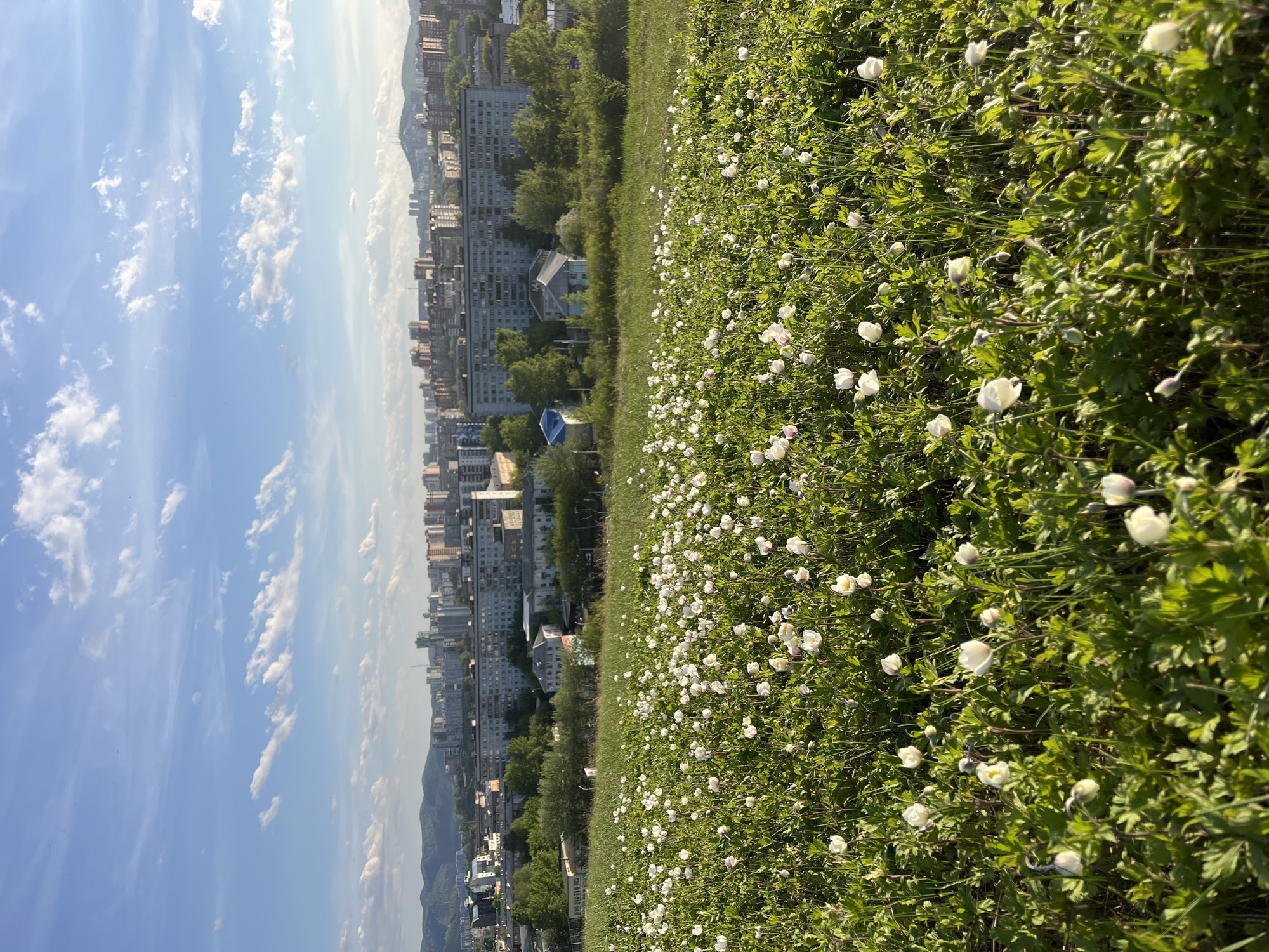 The photograph depicts a field of blooming white flowers set against the backdrop of an urban landscape in Krasnoyarsk, Russia. The field occupies the right side of the frame, filled with dense green foliage and numerous small white flowers.
To the left, a portion of Krasnoyarsk's cityscape is visible, showing a mix of residential buildings, and some trees, lining the horizon. The buildings appear to be mid to high-rise structures, common in urban areas.
The sky, dominating the upper left portion of the image, is blue with scattered white clouds.
The orientation of the photograph is somewhat tilted, making it appear as if the field and city are leaning to one side. The light is bright, suggesting it is daytime. No people are visible in the image.