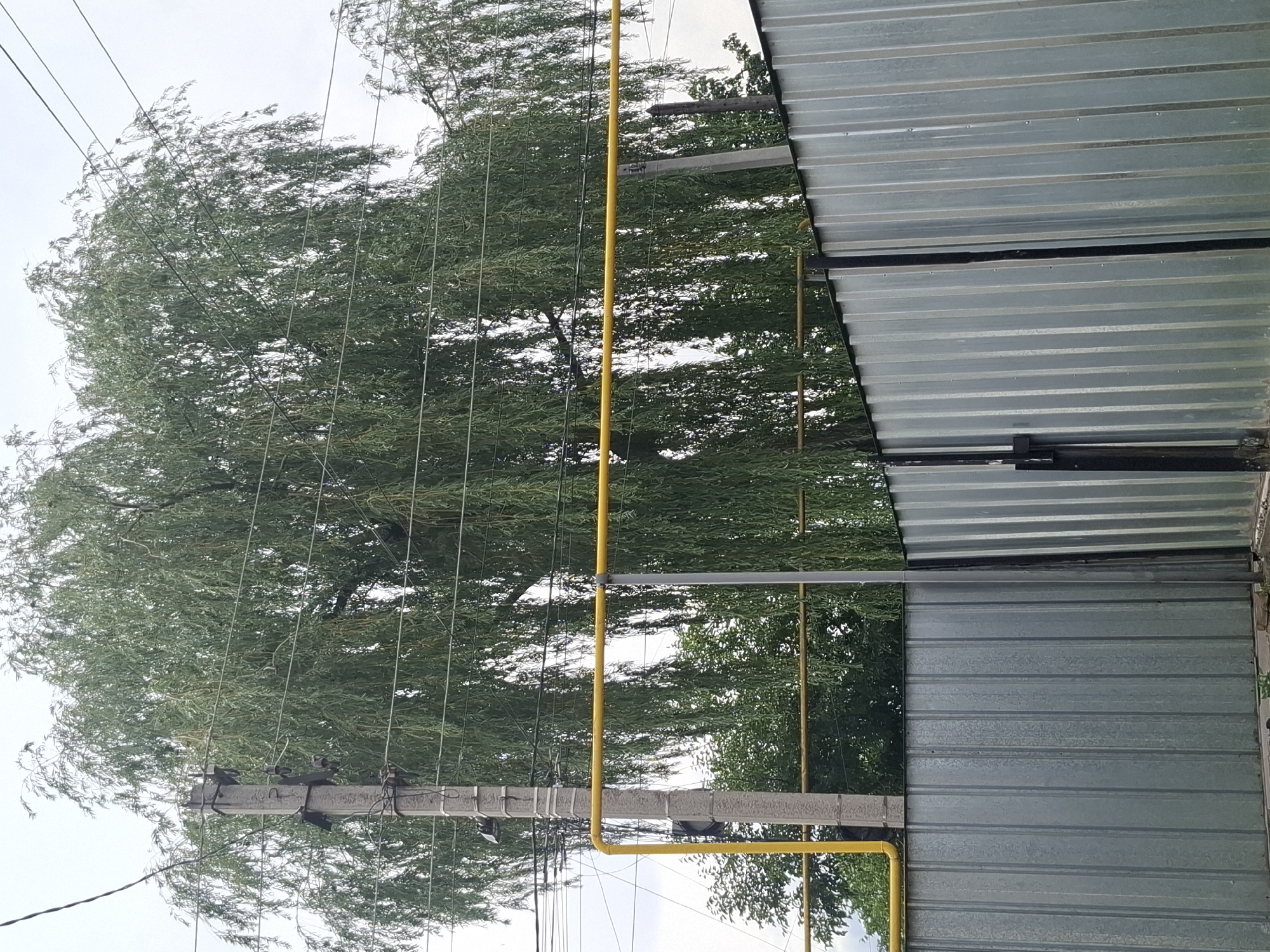 The image shows a view of a silver corrugated metal fence and a large weeping willow tree in Almaty, Kazakhstan. The fence is tall and stretches across the foreground, with a section of a gate visible on the right. Behind the fence, a concrete utility pole stands with electrical wires running from it. A bright yellow pipe, likely a gas line, is mounted horizontally across the scene, passing in front of the tree and utility pole. The weeping willow tree is lush and green, its branches hanging down, partially obscuring the sky which is overcast. The overall scene appears to be an outdoor urban or suburban environment.