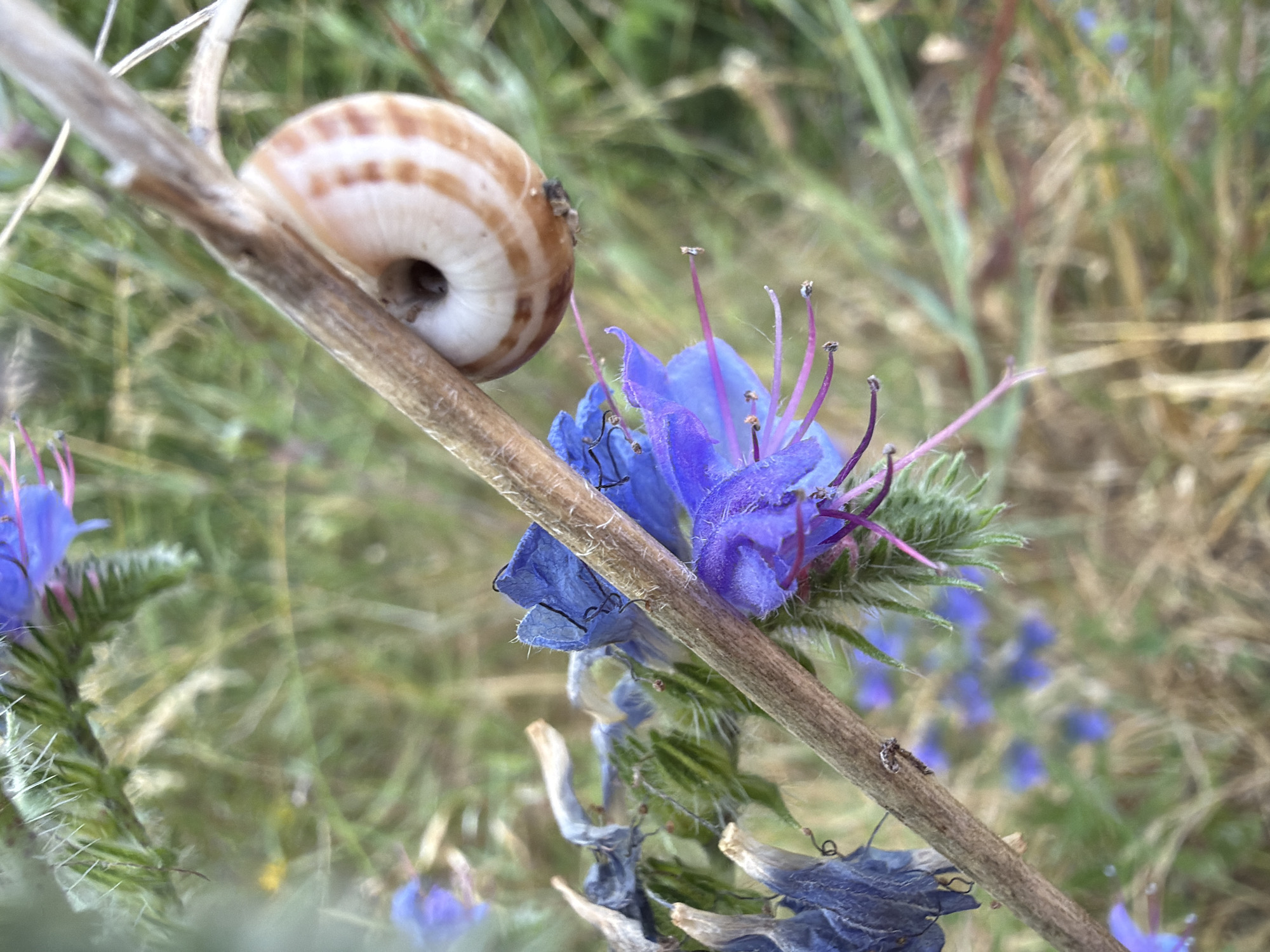 A snail with a brown and white spiral shell is clinging to a dry, thin twig. The twig is diagonally positioned in the frame, with the snail on the upper right side. In the foreground and left of the twig, there are several delicate purple-blue flowers with thin, spiky petals and prominent pink stamens. Some of these flowers are in focus, while others in the background are blurred. The background consists of green and dry grass and foliage, suggesting a natural outdoor environment. The image was taken in Sofia, Bulgaria.