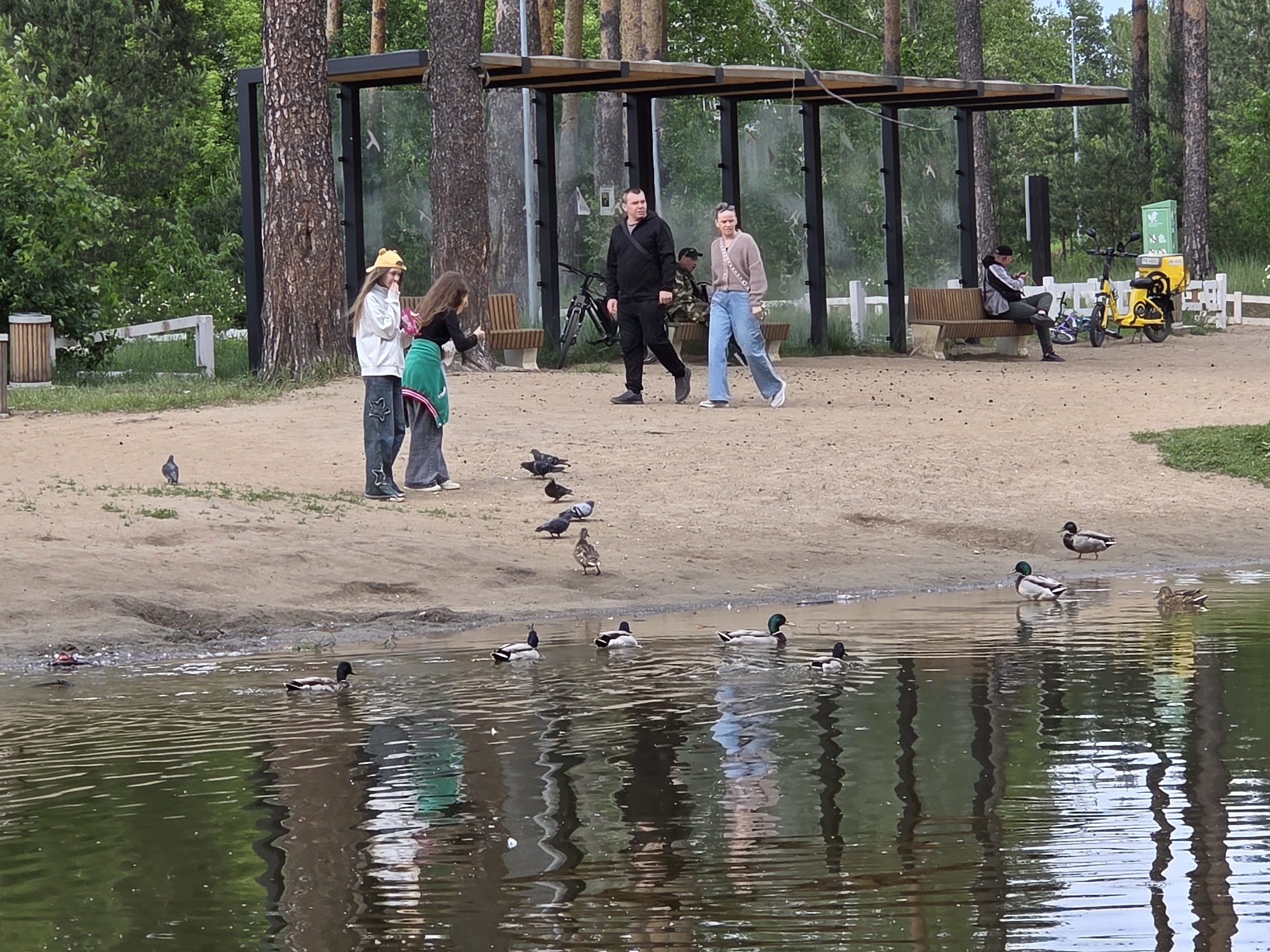 The image captures a scene in a park in Perm, Russia, near a body of water. A group of ducks is swimming in the water near the shore. On the sandy area beside the water, there are two young girls; one is taking a picture of the other with a phone. Pigeons are scattered around them on the ground. Further back, a man and woman are walking together. There is a covered seating area supported by metal beams. On the bench under this cover, a person is seated, using a phone. Nearby, a yellow scooter or moped is parked. Trees surround the area, creating a park-like environment.