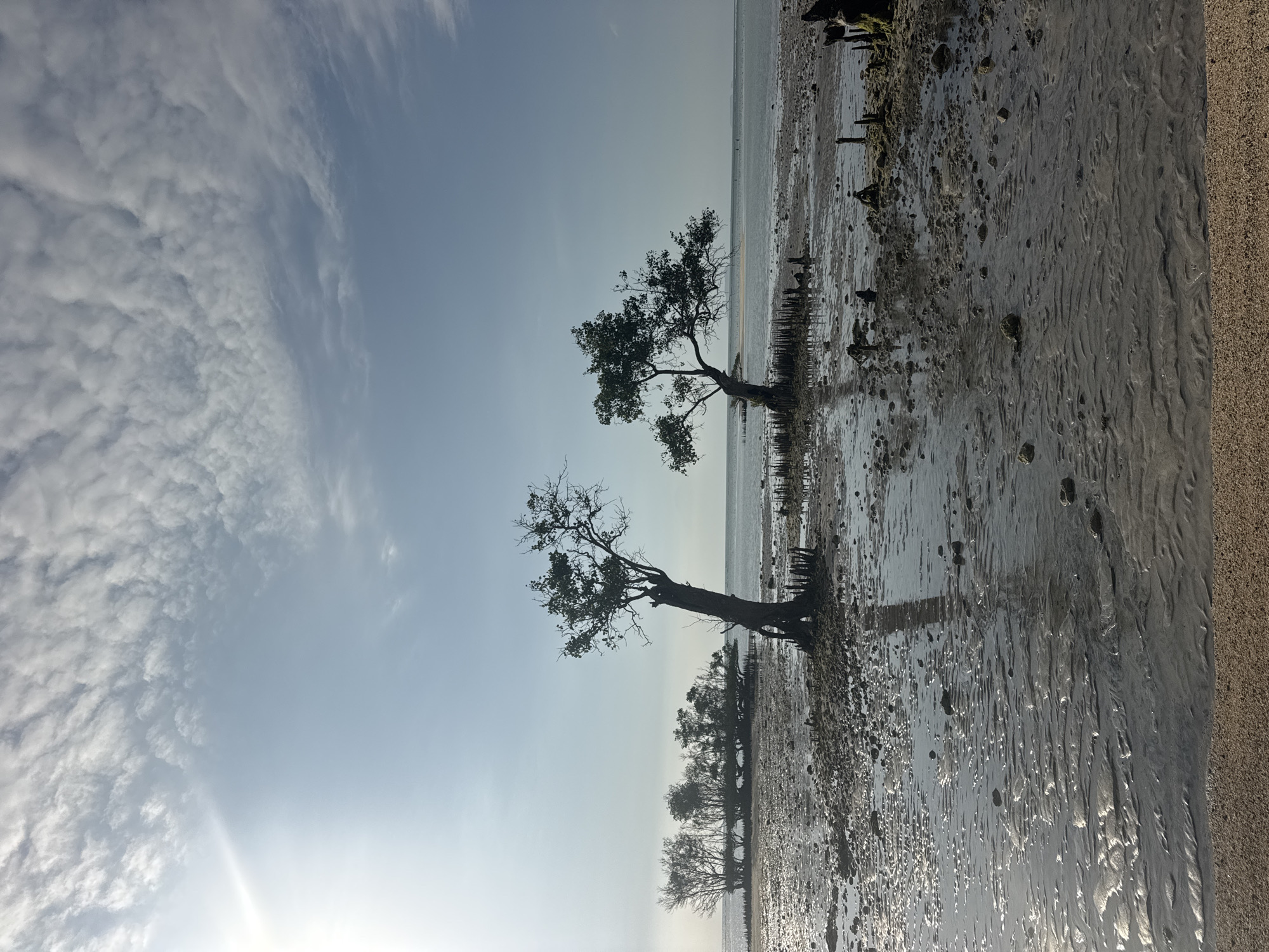 The image depicts a serene coastal landscape at low tide, likely in Indonesia, though a specific city is not identified. Two solitary mangrove trees stand prominently in the foreground, their gnarled roots exposed and gripping the muddy, wet sand. The ground is littered with small rocks and debris, with shallow pools of water reflecting the sky. In the background, a dense cluster of mangrove trees forms a small island, further out in the calm sea. The sky is a pale blue, dotted with wispy white clouds, and the sun casts a gentle light, creating soft shadows and highlights on the wet sand and water. The overall atmosphere is tranquil and natural, showcasing the unique ecosystem of a mangrove coastline.