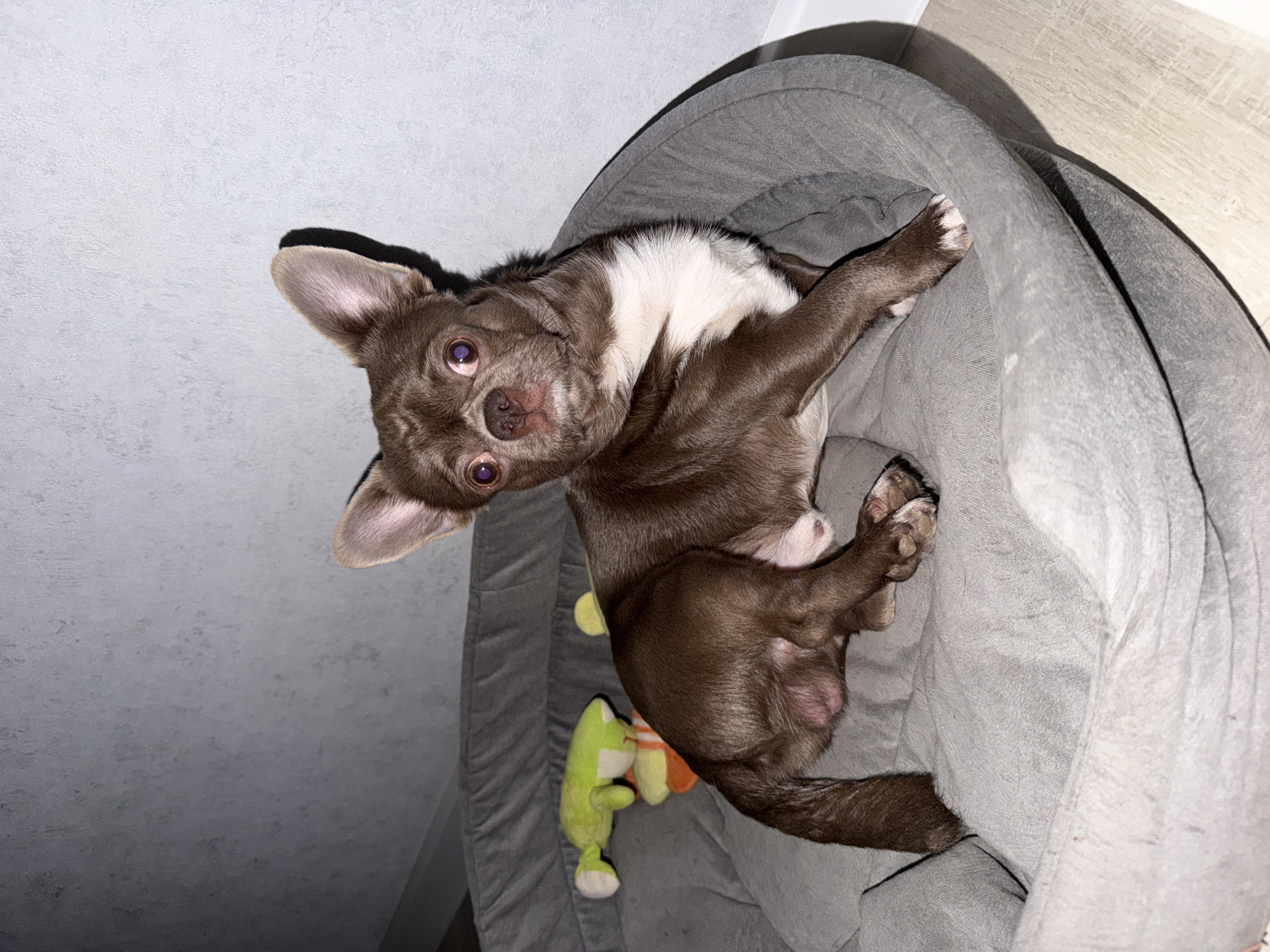 A brown and white Chihuahua is lying on its back in a grey dog bed. A green and orange stuffed toy is positioned next to the dog on the bed. The background consists of a grey wall and a light-colored wooden floor. This image was taken indoors. The location is assumed to be in the city of Votkinsk, Russia.