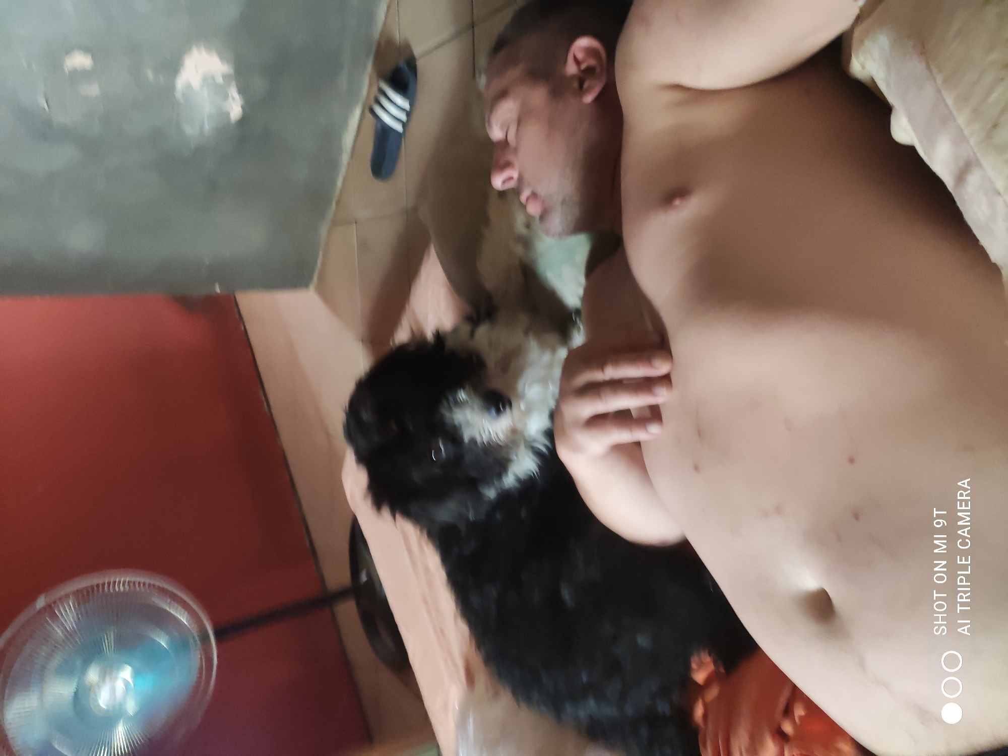In a room with red and gray walls, a man lies on his side, shirtless, with his eyes closed. A small black and white dog sits next to him, looking at the camera. A fan is visible in the background, and a pair of flip-flops lies on the floor. The scene appears to be indoors, possibly a bedroom, given the presence of a bed and pillows. The overall impression is one of relaxation and domesticity. The image was taken in Bagnoli di Sopra, Italy.