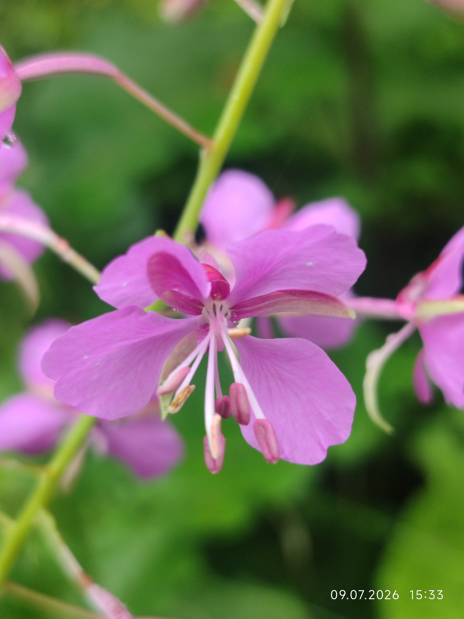 A close-up, shallow depth-of-field photograph features a pink flower with delicate petals and prominent stamens, set against a blurred green background. The flower is the primary subject, with its intricate details sharply in focus. A timestamp, "09.07.2026 15:33", is visible in the lower right corner of the image. The image does not depict any specific urban environment or people, and therefore provides no information about the city of Aksakovo, Russia.