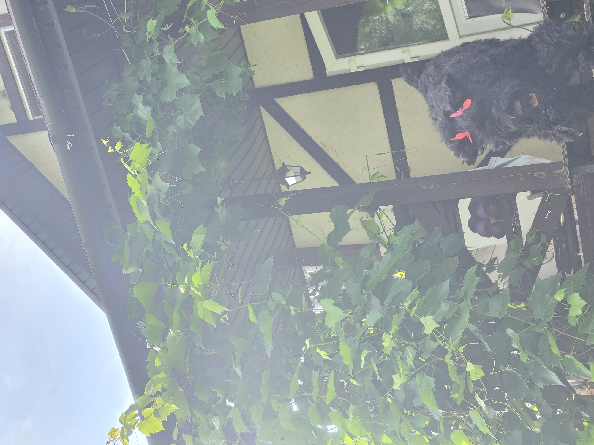 A black dog with pink bows on its ears is sitting on a wooden porch. The dog is looking towards the camera with its mouth open. Behind the dog is a house with a light-colored facade and dark brown beams. Vines with green leaves are growing over the porch and the house. The sky is visible in the upper left corner of the image. The scene appears to be outdoors, possibly in a residential area.