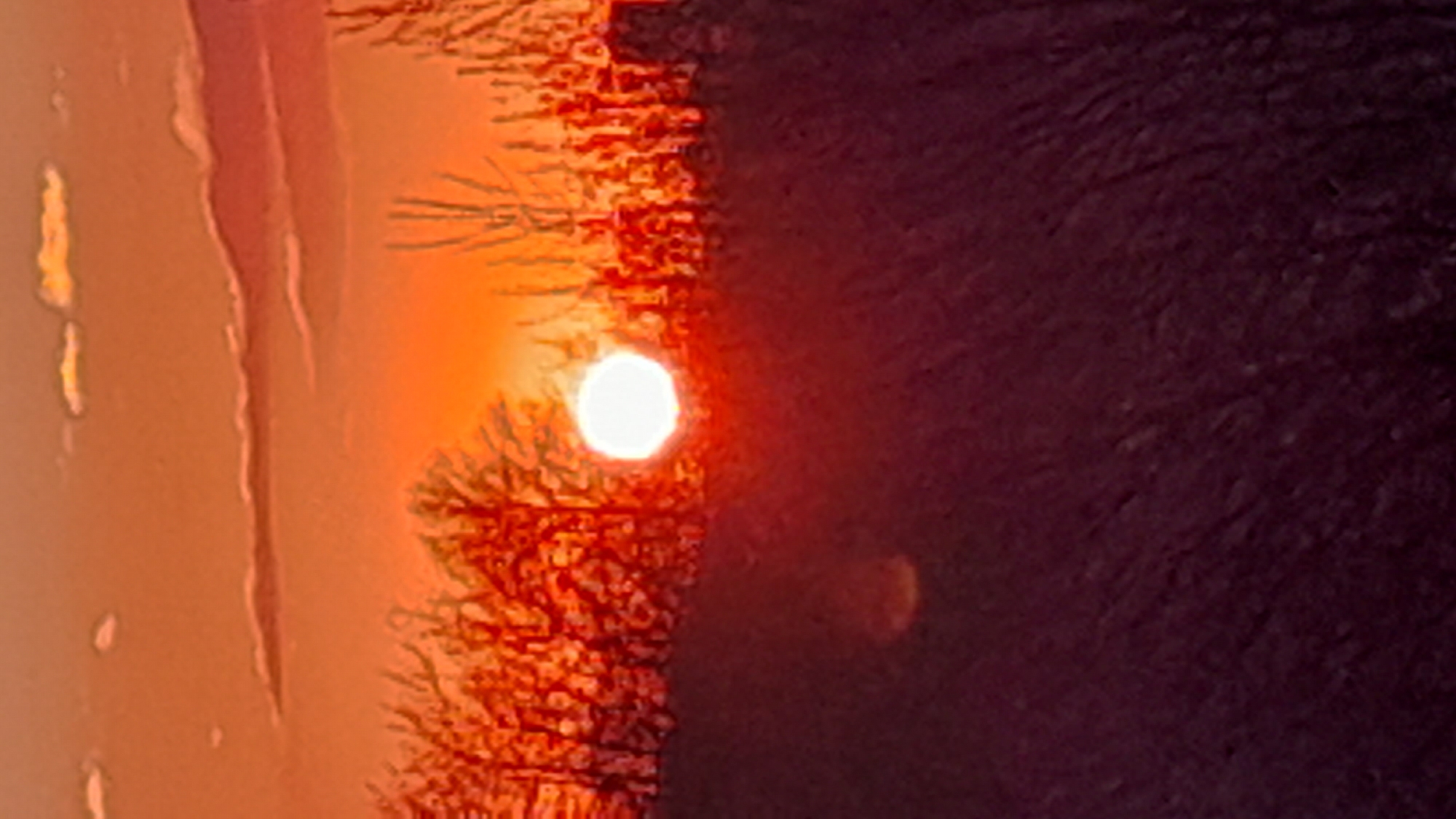 The image shows a sunset view through the branches of a tree in Saint Petersburg, Russia. The sun appears as a bright, orange-red orb. The environment is characterized by a gradient of light and shadow. The left part is bathed in the orange hues of the sunset, while the right part is shrouded in shadow, presumably due to the density of the tree or the angle of the setting sun. The overall scene suggests a natural environment, specifically a park or garden setting.